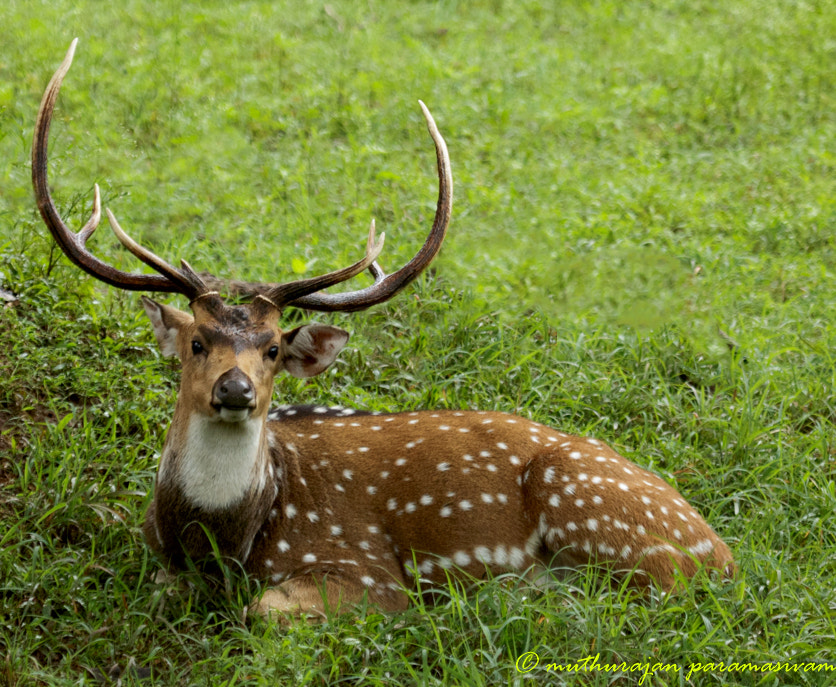 Canon EF 100-400mm F4.5-5.6L IS USM sample photo