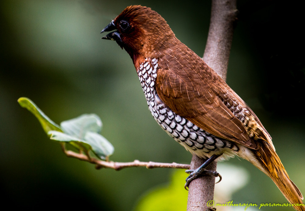 Canon EF 100-400mm F4.5-5.6L IS USM sample photo