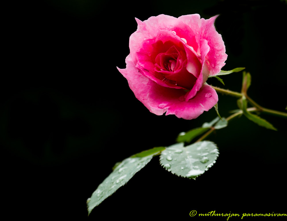 Canon EF 100-400mm F4.5-5.6L IS USM sample photo