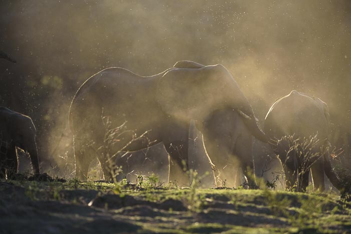 Nikon AF-S Nikkor 300mm F2.8G ED VR II sample photo. Light and dust bath photography