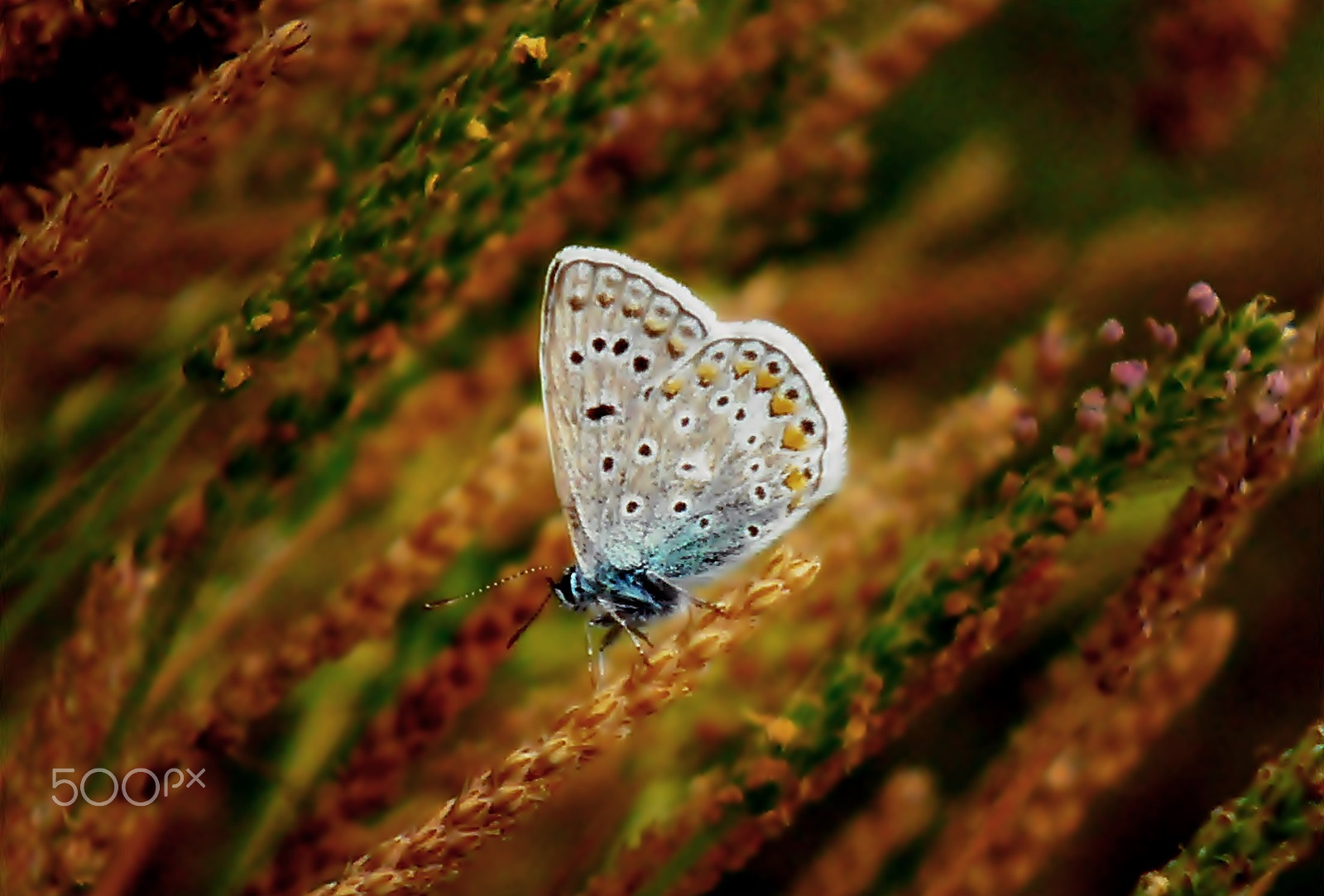 Olympus VR325,VR320,D725 sample photo. Friend butterfly photography
