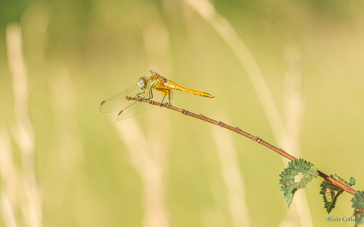 Sigma 150mm F2.8 EX DG OS Macro HSM sample photo. Libellule photography