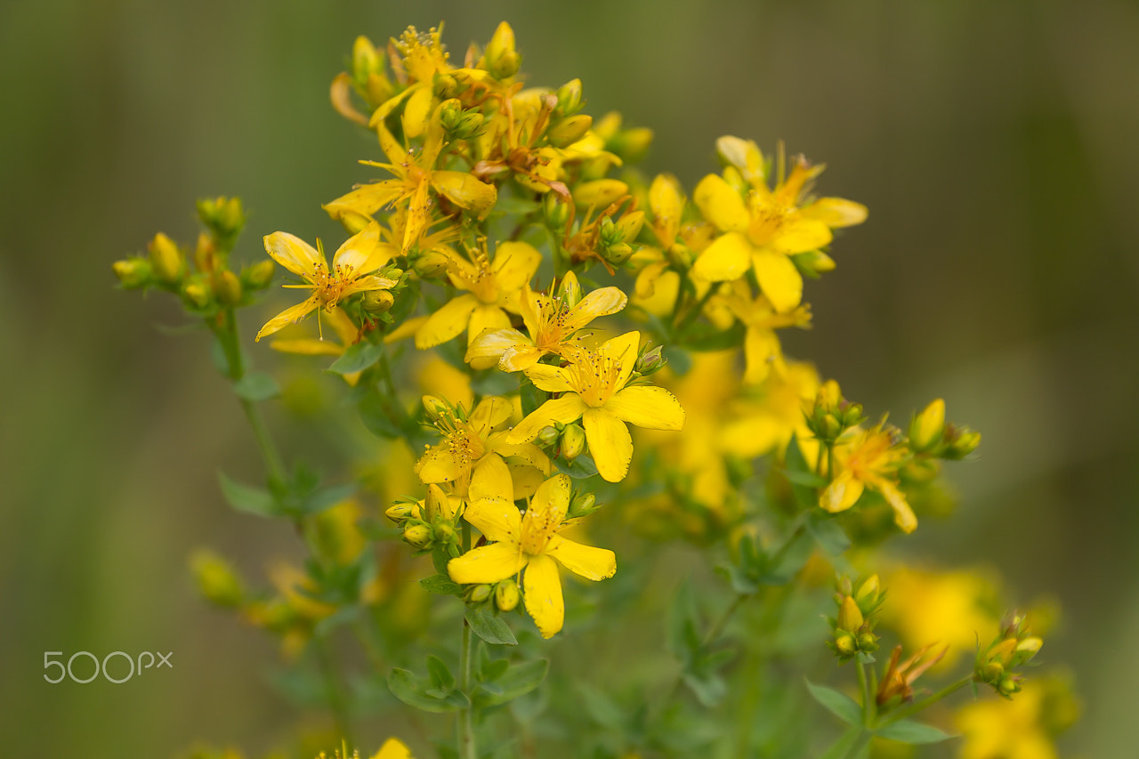 Canon EF 70-300mm F4-5.6L IS USM sample photo. Hypericum photography