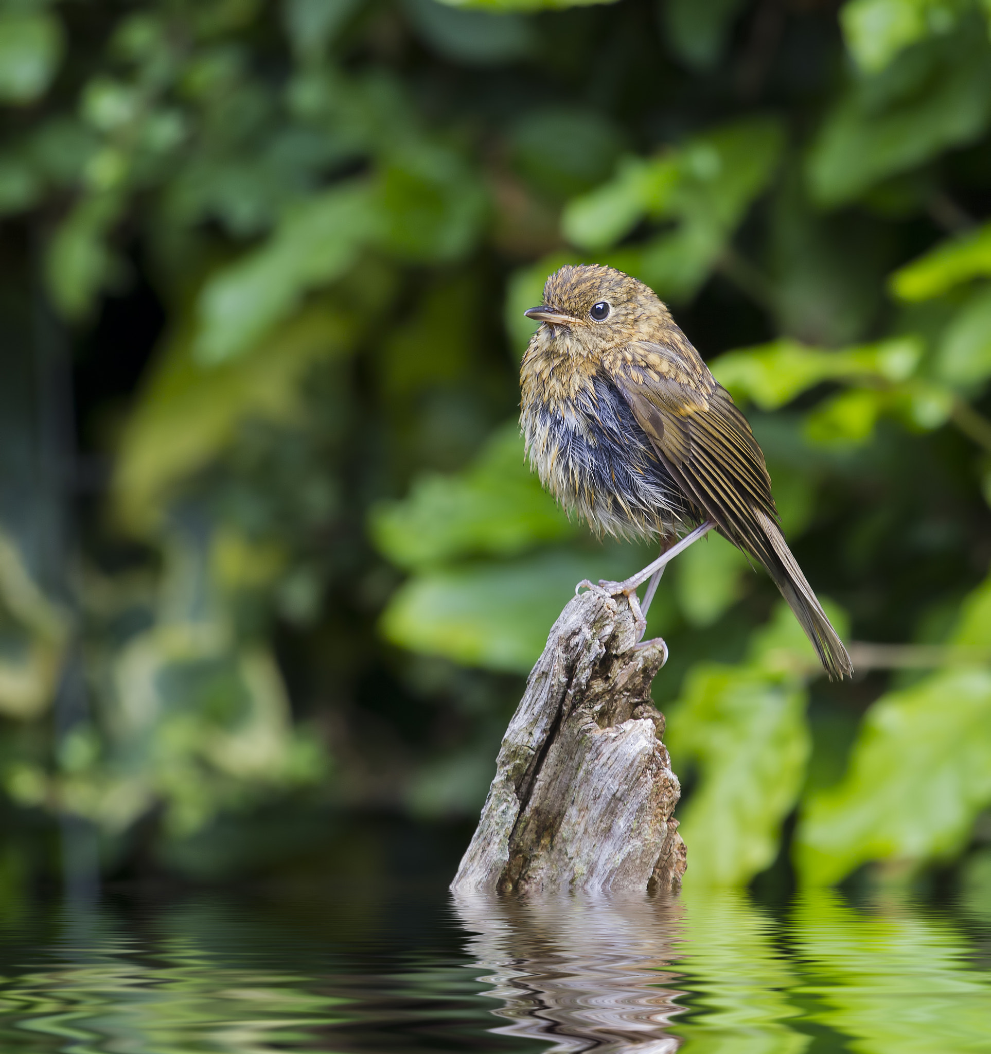 Canon EF 100-400mm F4.5-5.6L IS USM sample photo. Juvenile robin photography