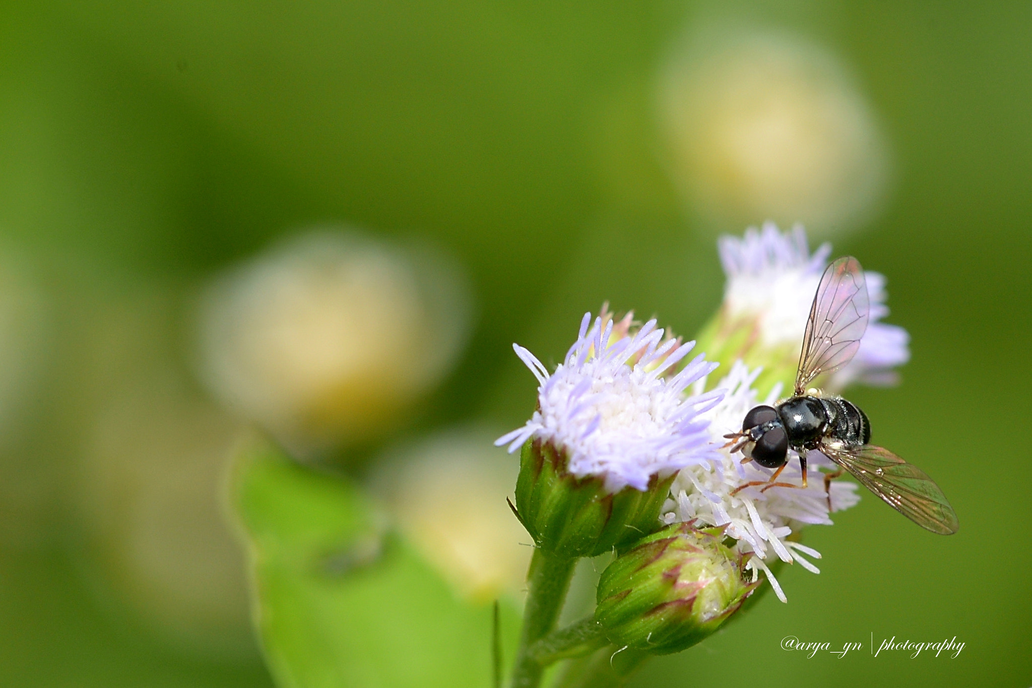 Sigma 105mm F2.8 EX DG OS HSM sample photo. After the rain photography