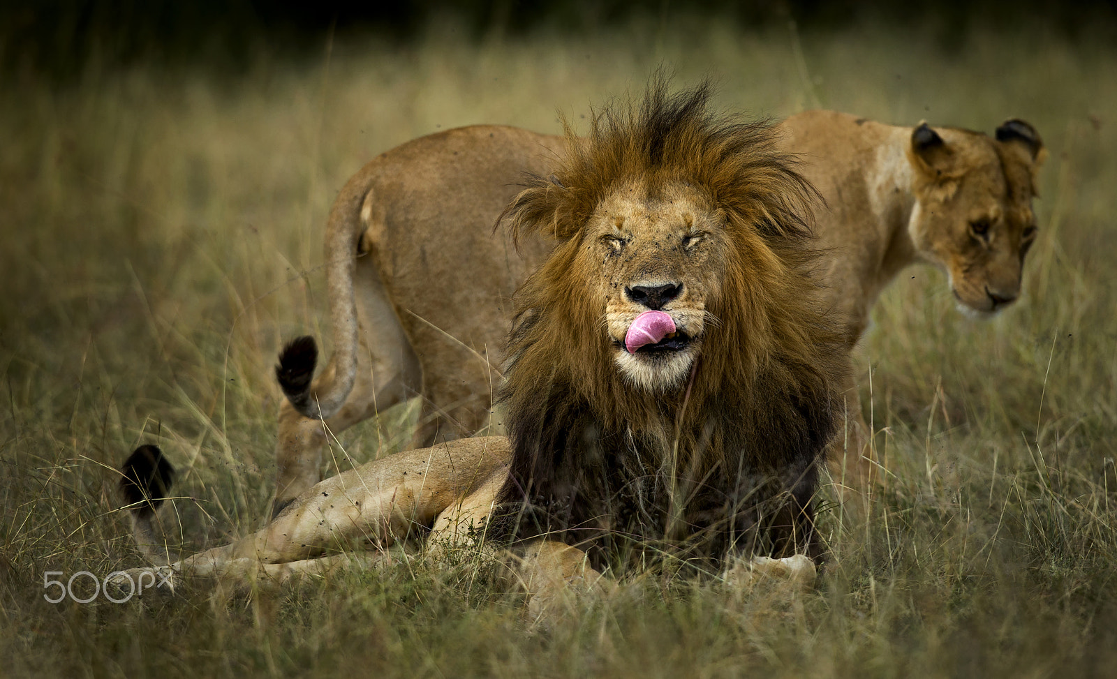 Canon EF 400mm F2.8L IS USM sample photo. Love photography