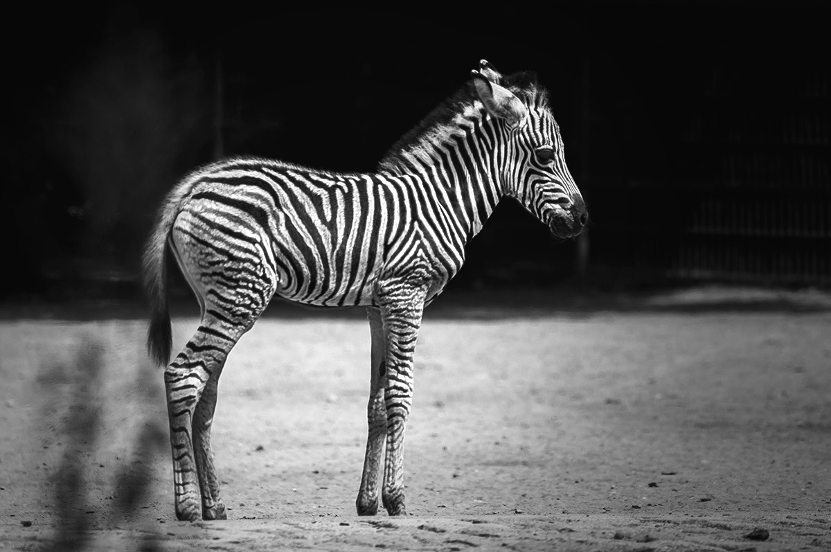 Pentax K-r + Tamron AF 70-300mm F4-5.6 Di LD Macro sample photo. Baby zebra photography