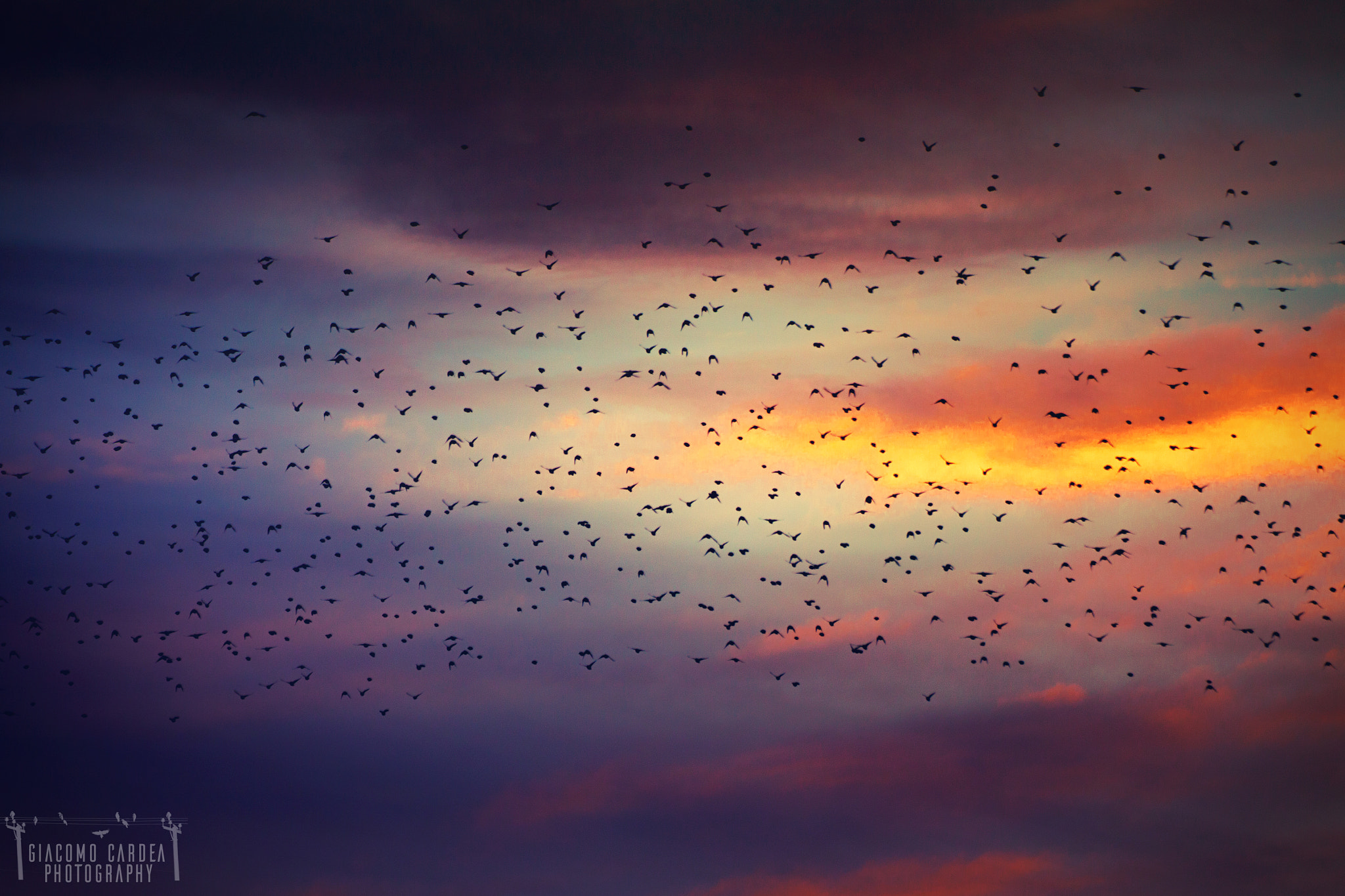 Canon EOS 50D sample photo. Migration photography