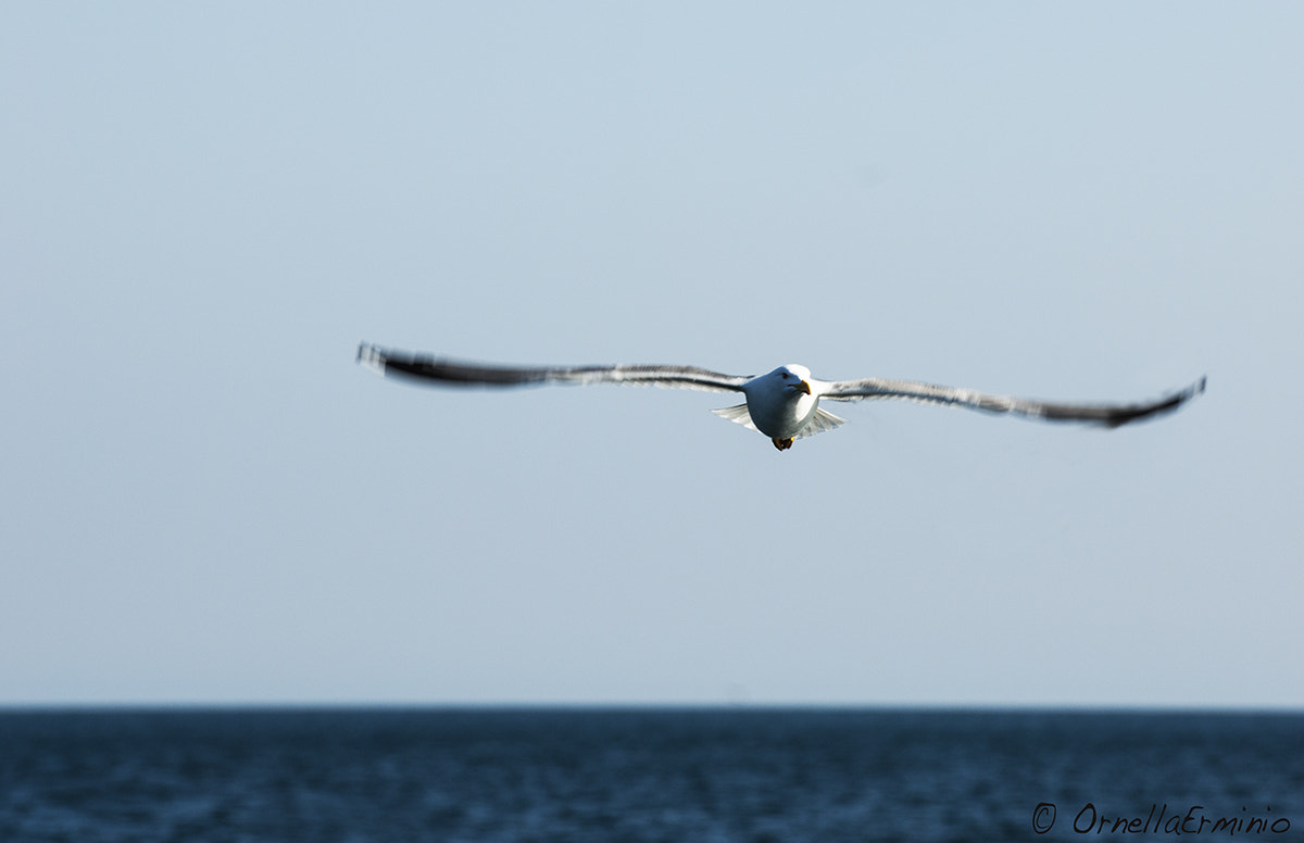 Nikon D200 sample photo. ...ha portato buone notizie photography