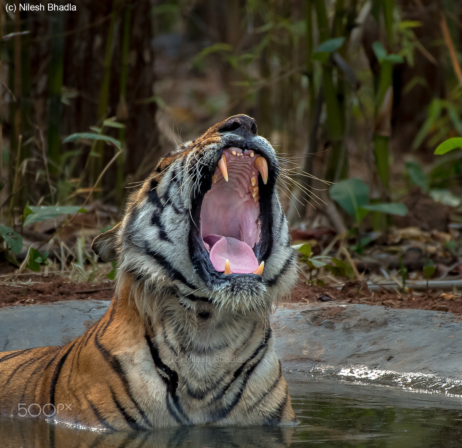 Nikon AF-S Nikkor 200-500mm F5.6E ED VR sample photo. Yawning tiger photography