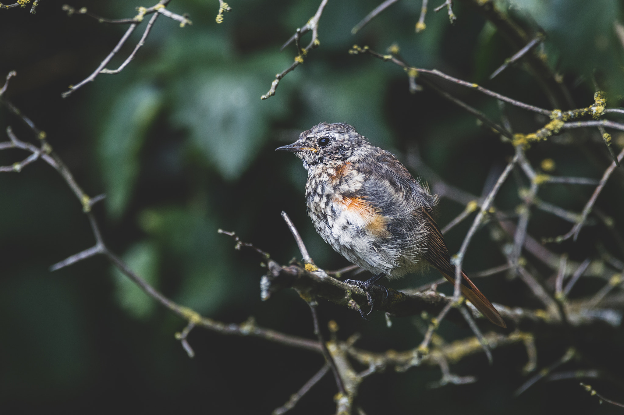Sigma 150-600mm F5-6.3 DG OS HSM | C sample photo. Baby redstart 2 photography