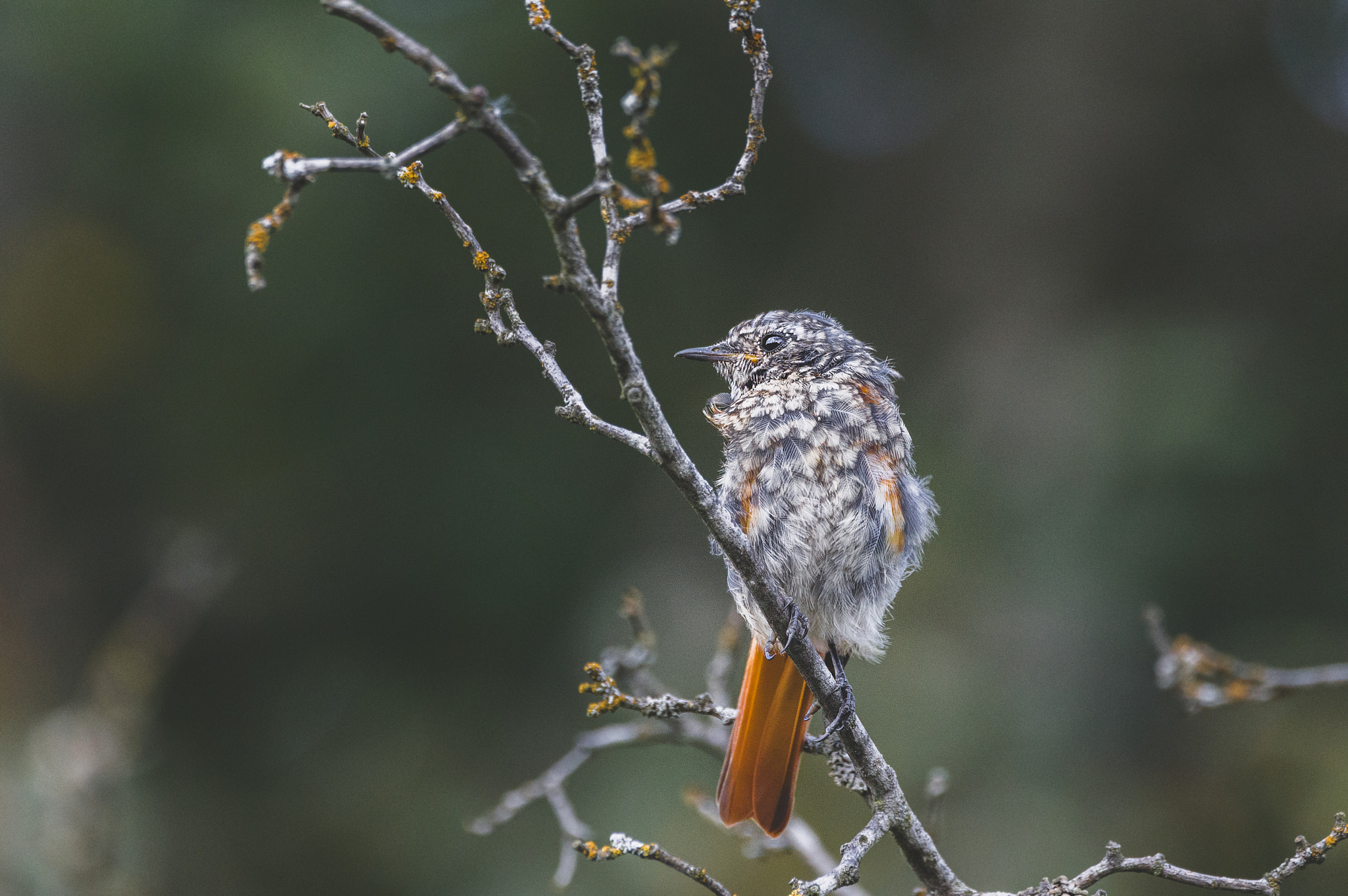 Sigma 150-600mm F5-6.3 DG OS HSM | C sample photo. Baby redstart photography
