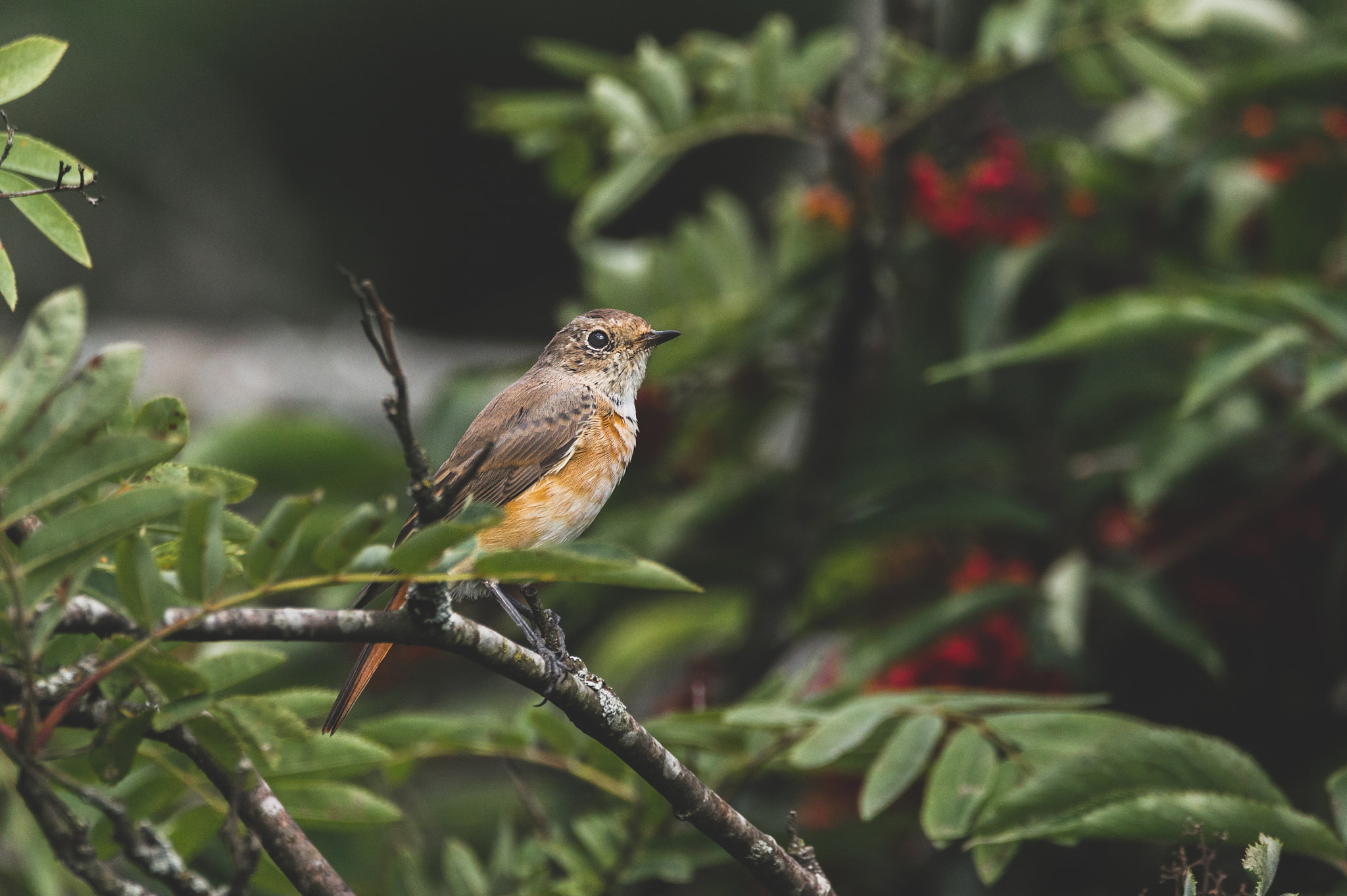 Sigma 150-600mm F5-6.3 DG OS HSM | C sample photo. Mommy redstart photography
