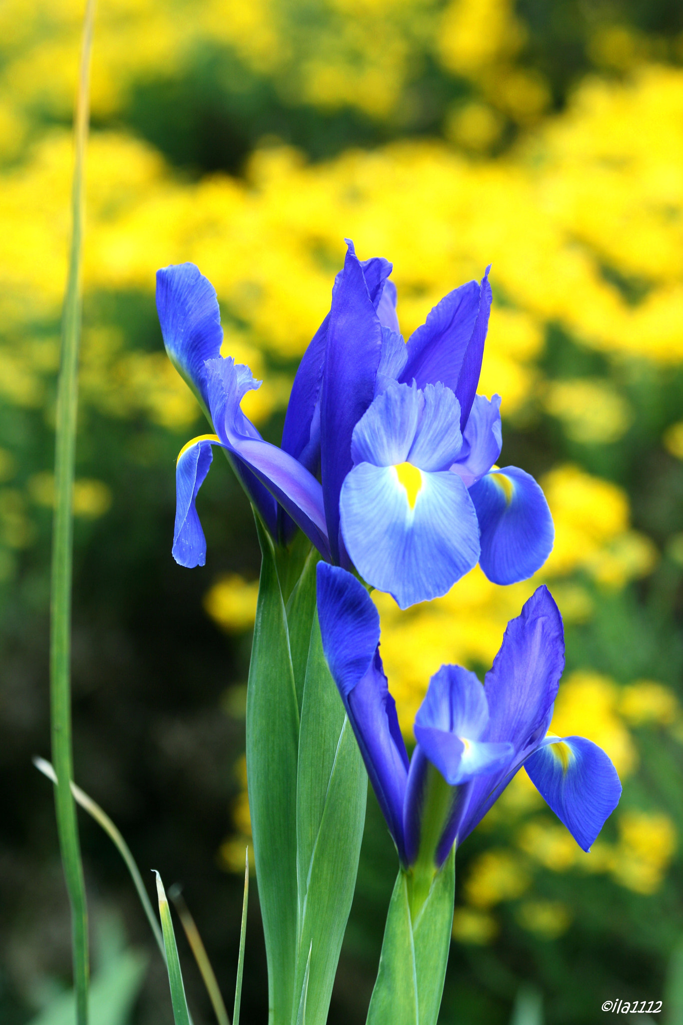 Canon EF 70-300mm F4-5.6 IS USM sample photo. Blaue iris photography