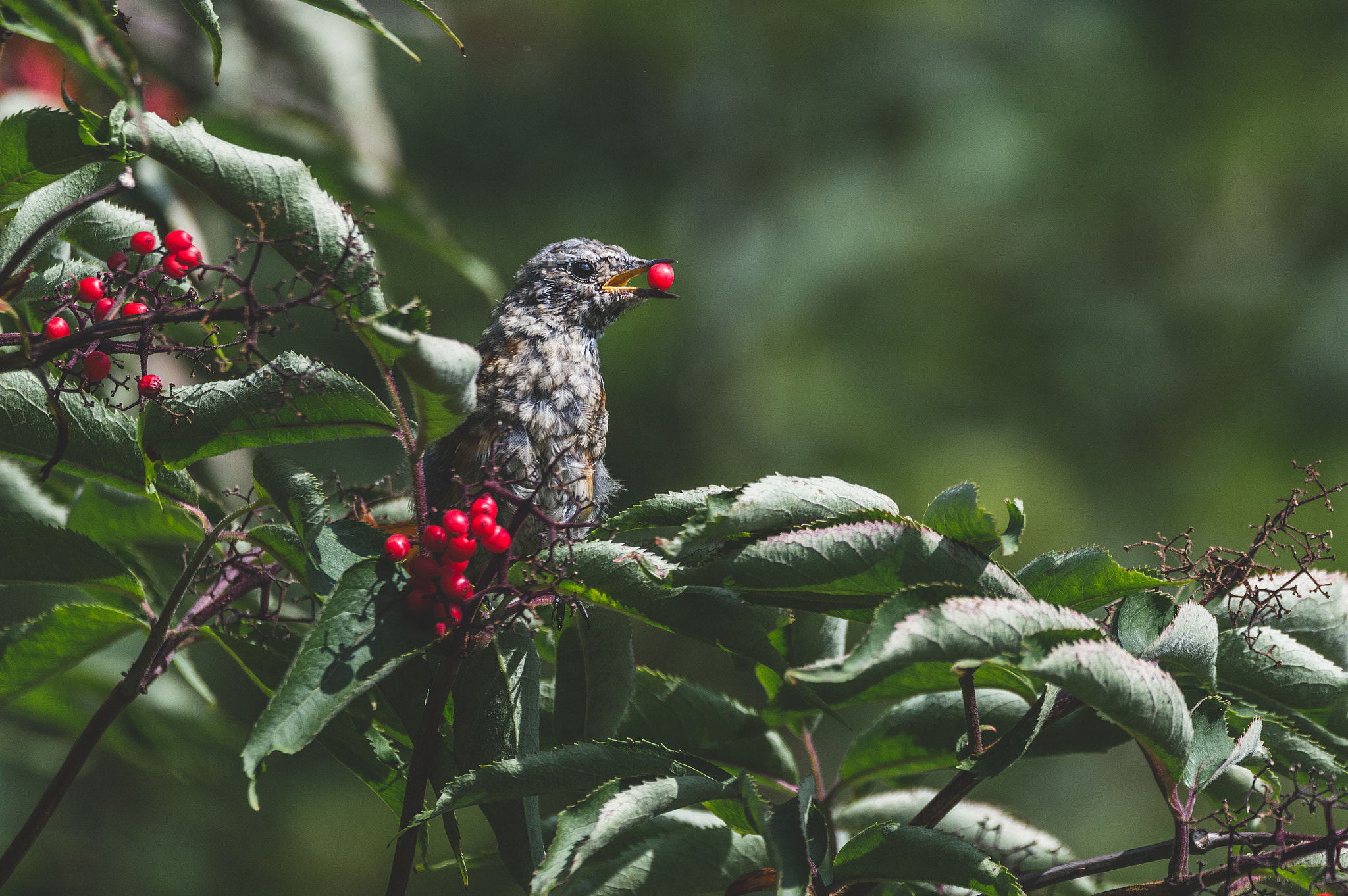 Sigma 150-600mm F5-6.3 DG OS HSM | C sample photo. Baby redstart eating berries photography
