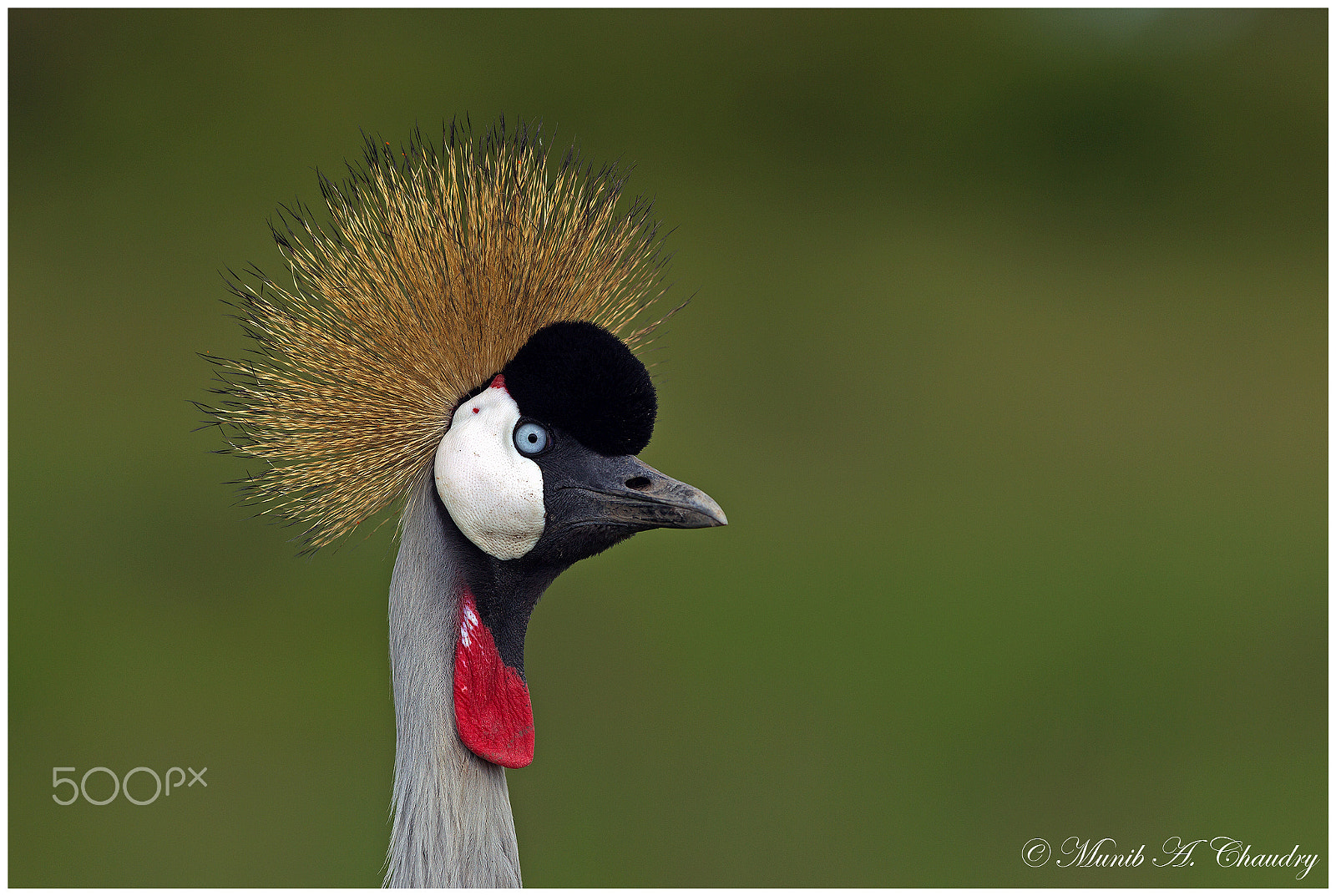 Canon EF 300mm F2.8L IS USM sample photo. The pretty princess photography