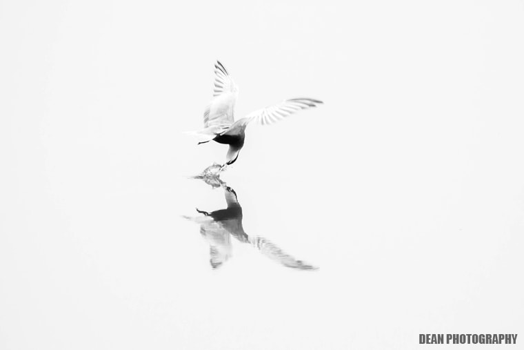 Canon EOS-1D Mark IV sample photo. Hunting photography
