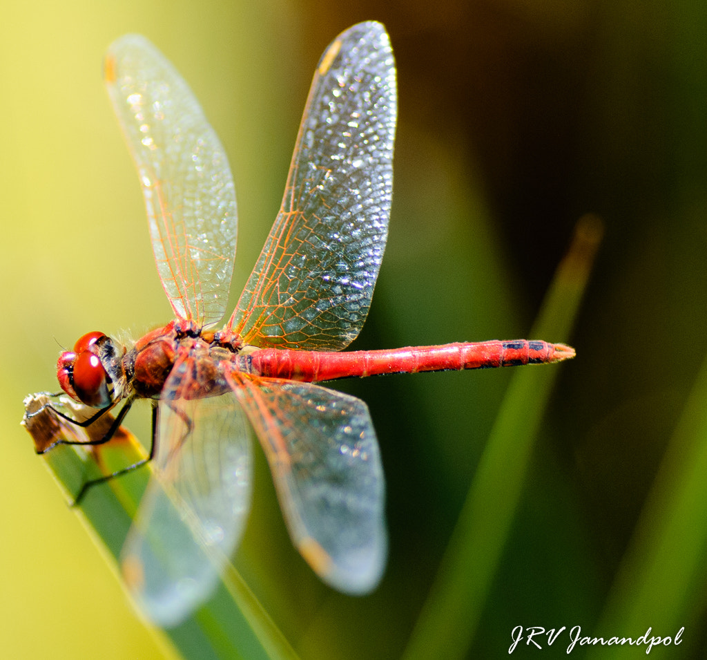 Nikon D80 sample photo. Morning rest photography