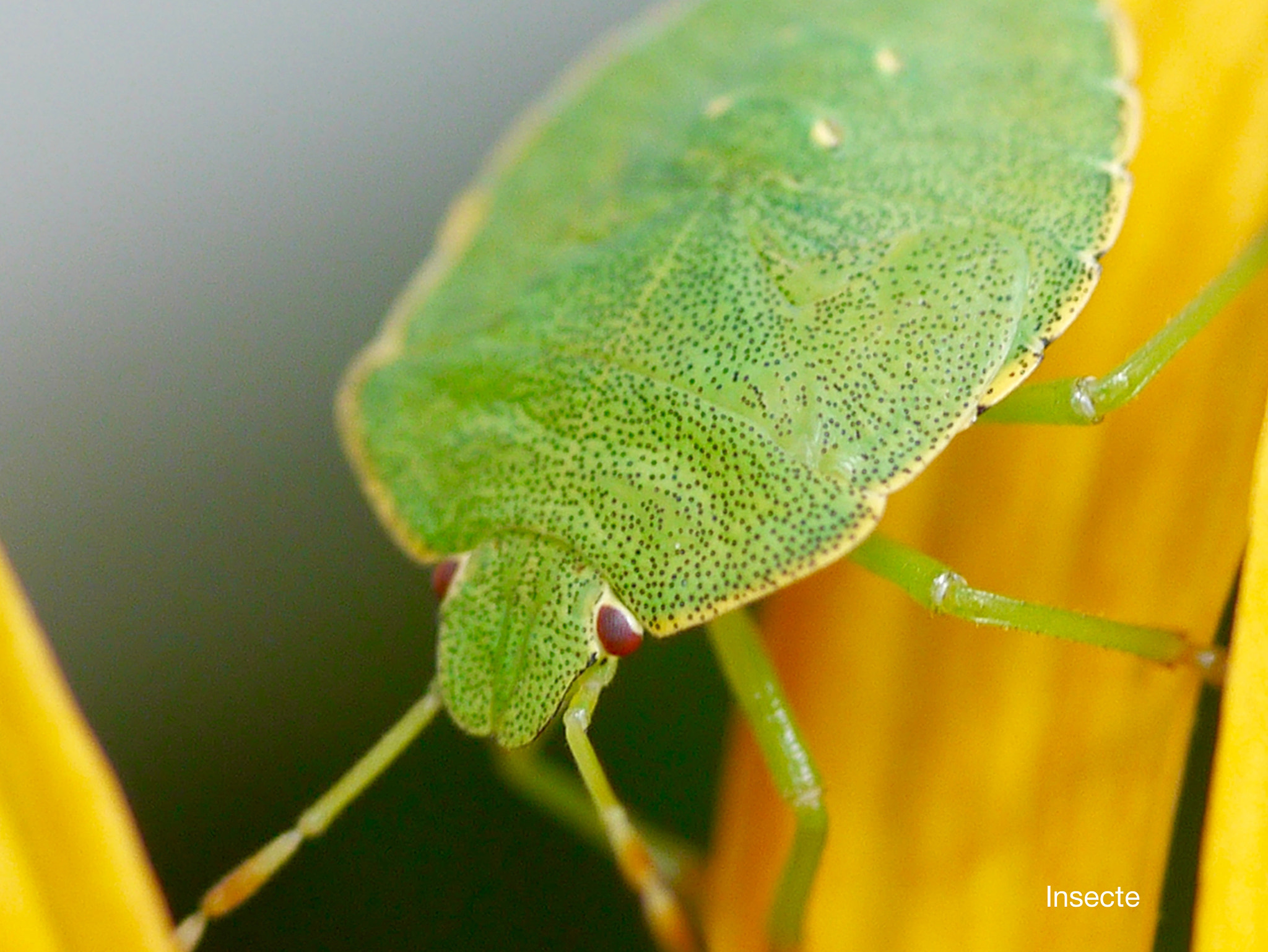 Panasonic Lumix DMC-GX1 + Panasonic Lumix G Macro 30mm F2.8 ASPH Mega OIS sample photo. Insecte photography