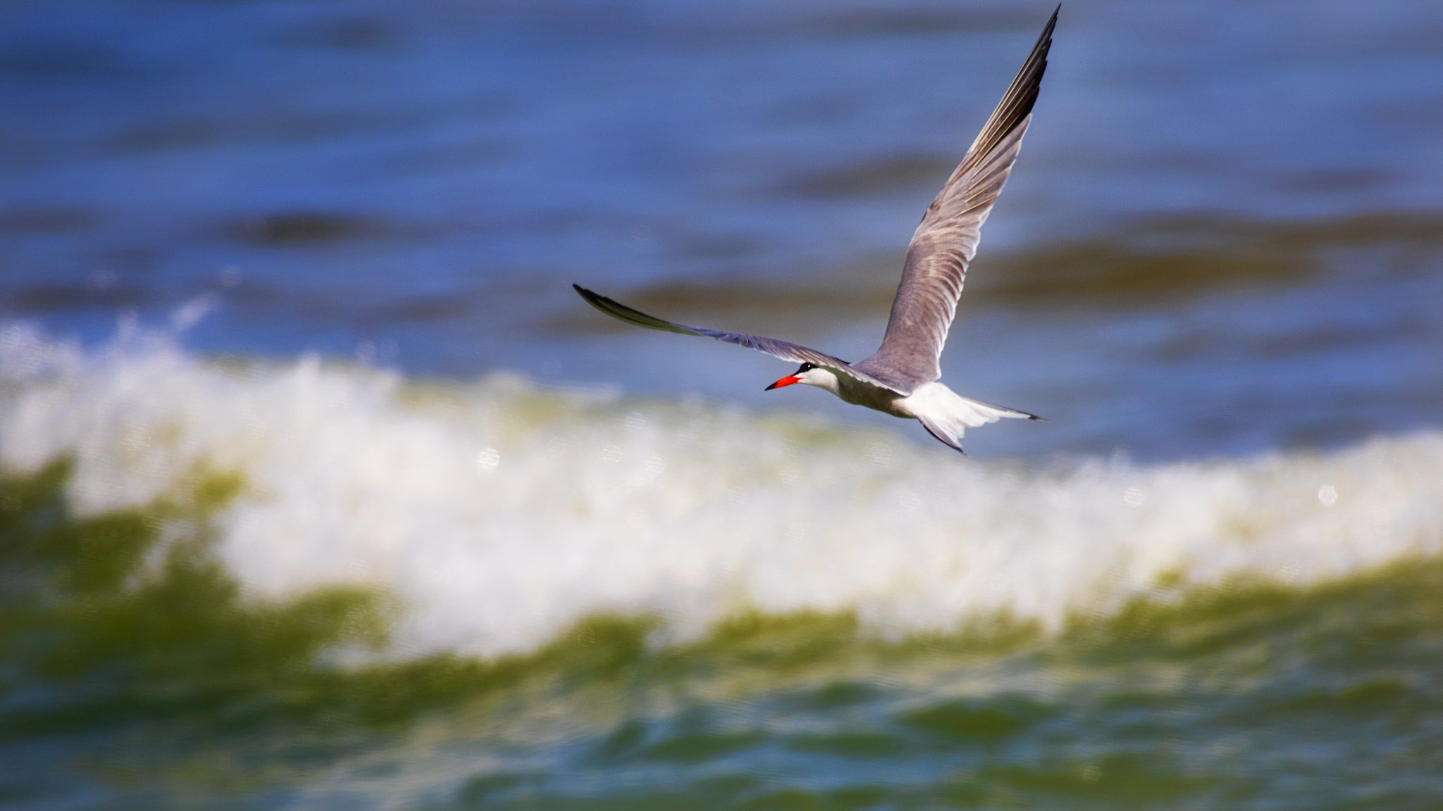 Canon EOS 7D Mark II + Canon EF 100-400mm F4.5-5.6L IS USM sample photo. Common tern photography