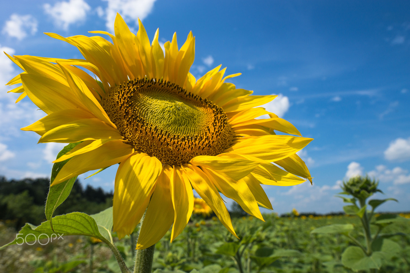 Sony Alpha a99 sample photo. Sunflower. photography