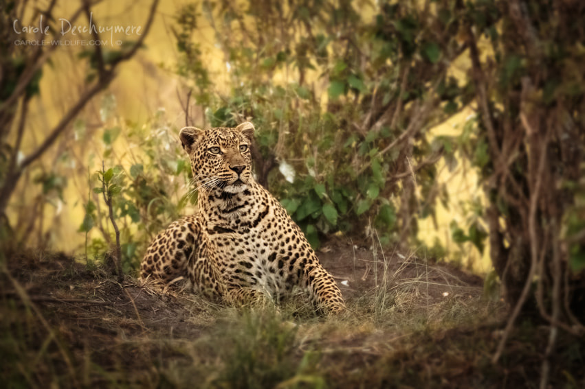 Canon EF 200-400mm F4L IS USM Extender 1.4x sample photo. Lovely leopard photography