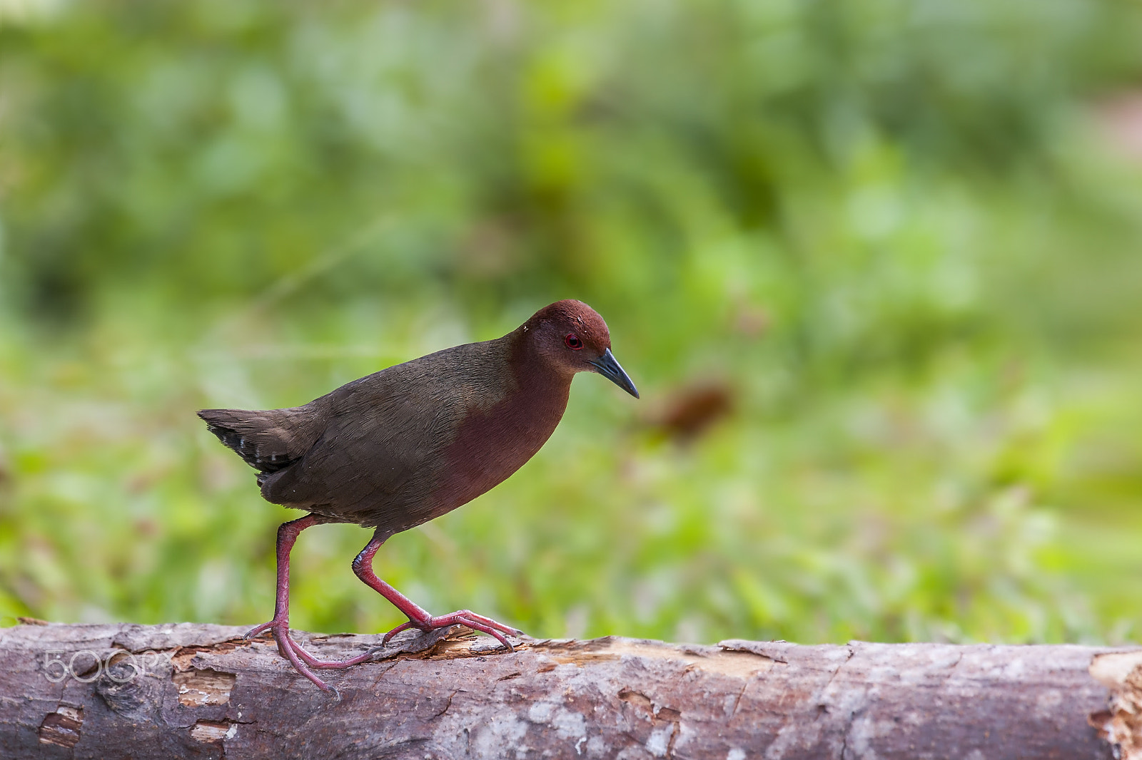 Nikon AF-S Nikkor 400mm F2.8G ED VR II sample photo. Ruddy-breasted crake photography
