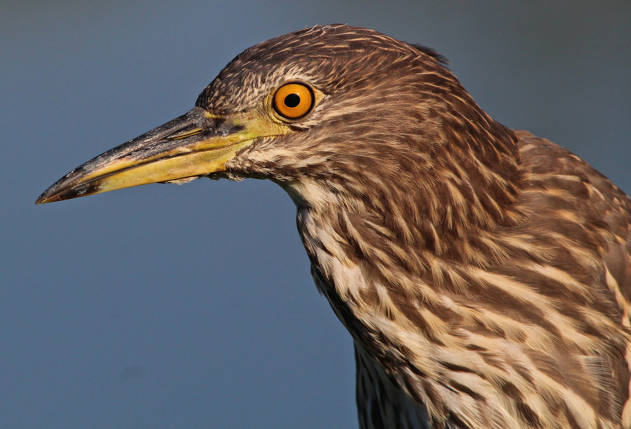 Sigma 150-500mm F5-6.3 DG OS HSM sample photo. Night heron portrait, nitticora ritratto photography