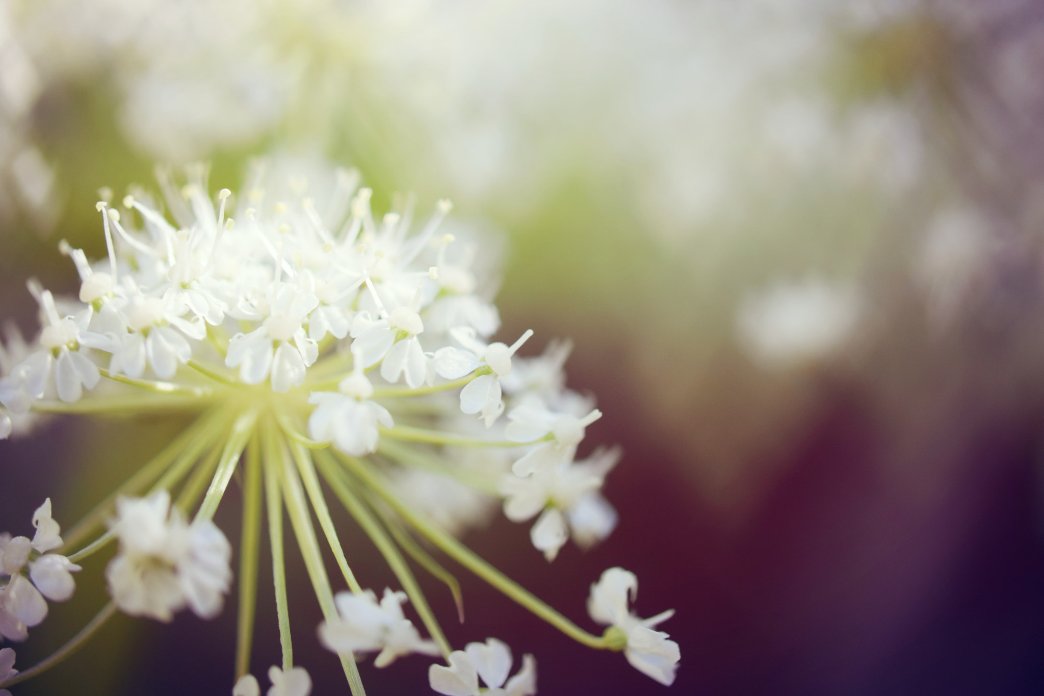 Nikon AF-S Micro-Nikkor 60mm F2.8G ED sample photo. Flower softness photography