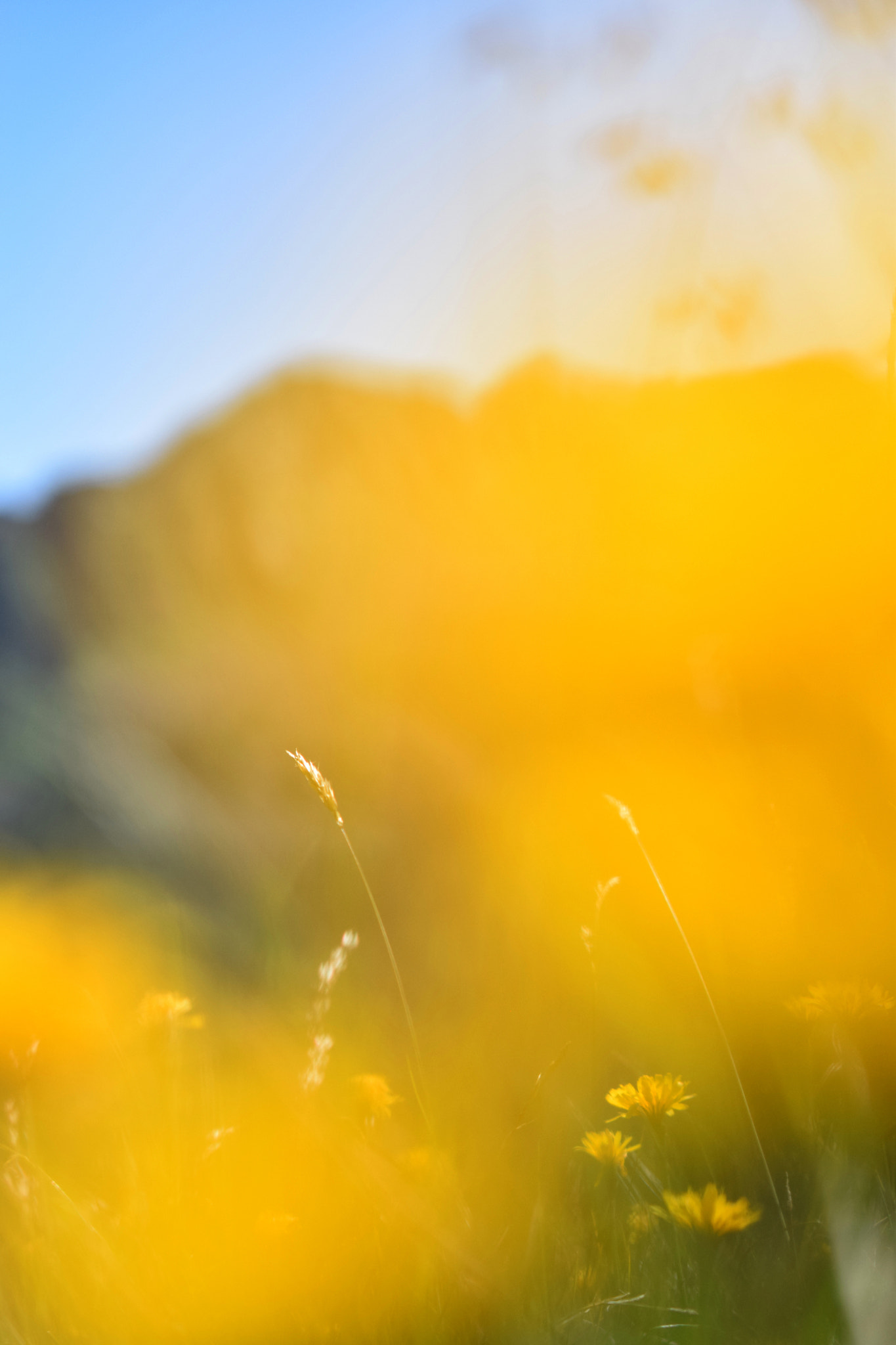 Nikon AF-S Micro-Nikkor 60mm F2.8G ED sample photo. Yellow mountain photography