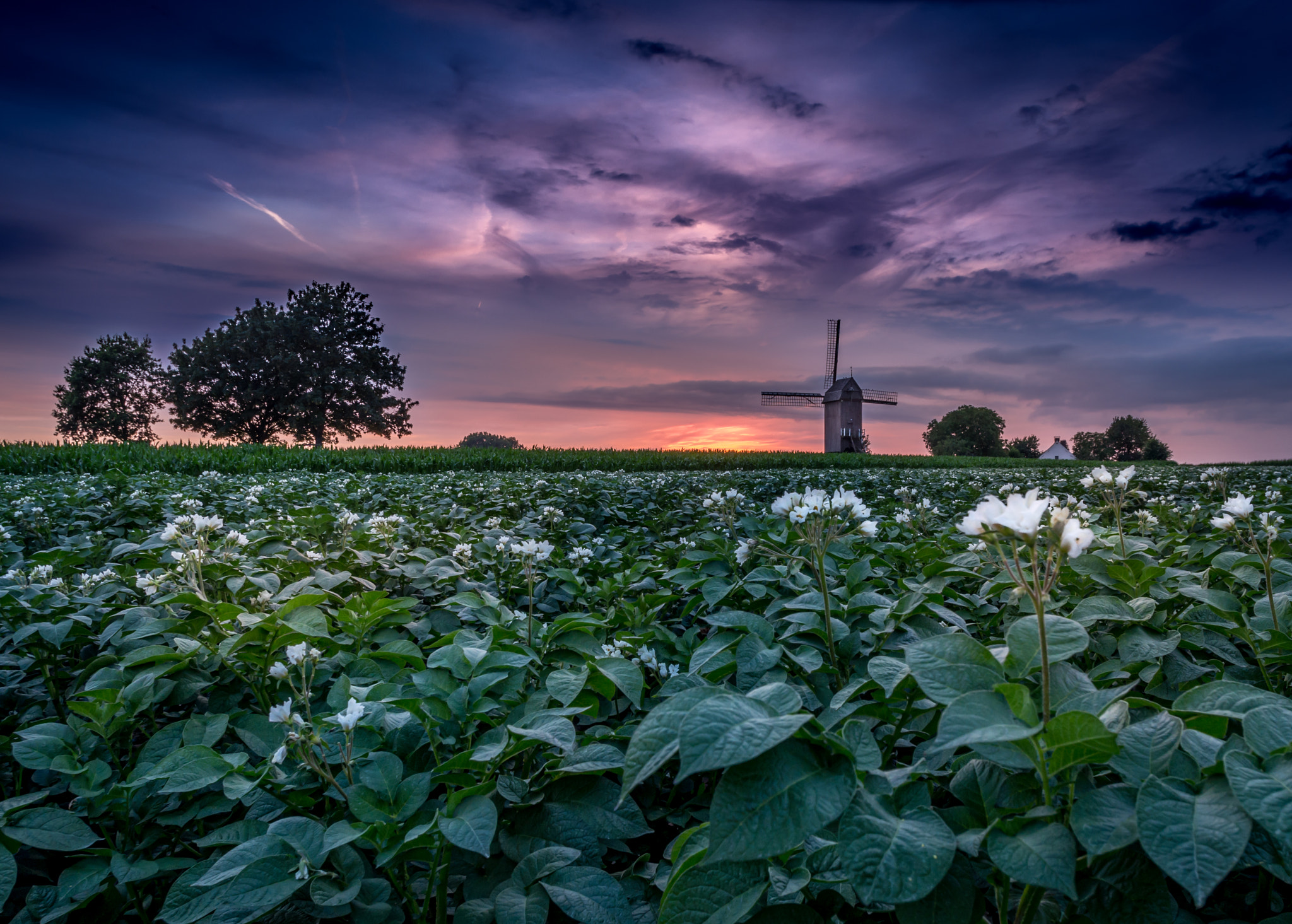 HD Pentax DA 15mm F4 ED AL Limited sample photo. Schietsjampettermolen iii photography