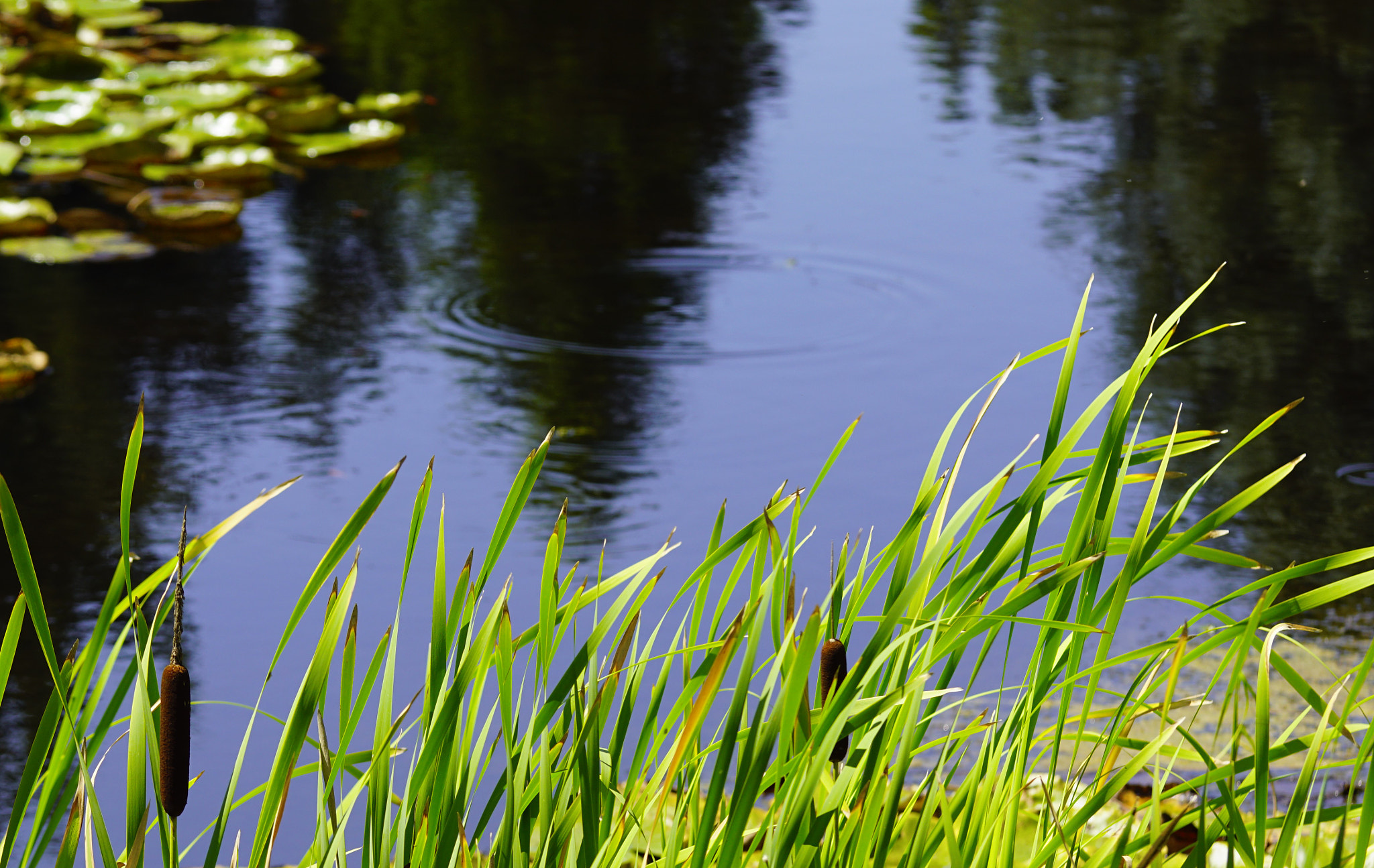 Sony SLT-A68 + Tamron Lens (255) sample photo. The frog dives under photography