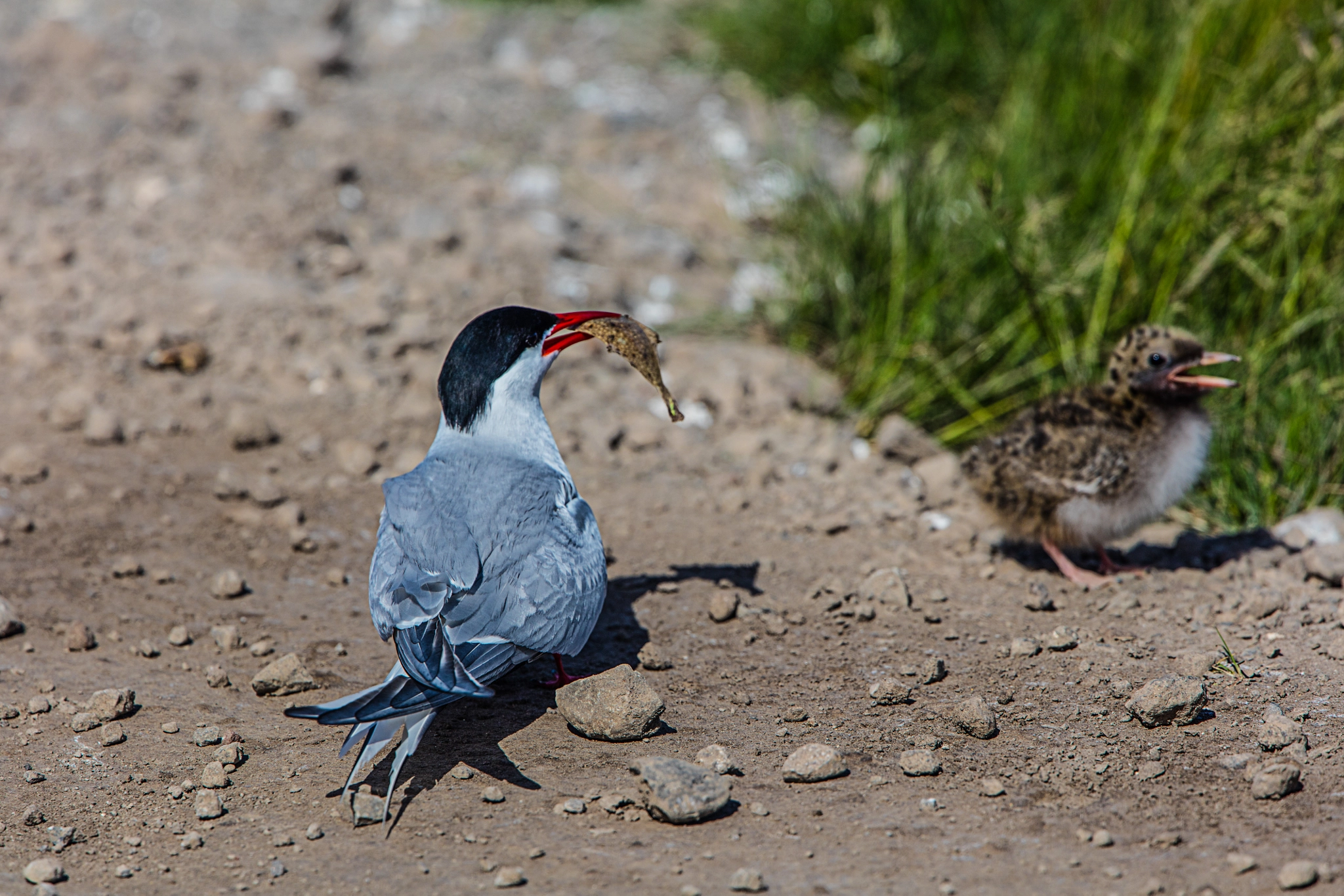 Canon EOS 5DS R + Canon EF 300mm F2.8L IS II USM sample photo. Fütterung photography