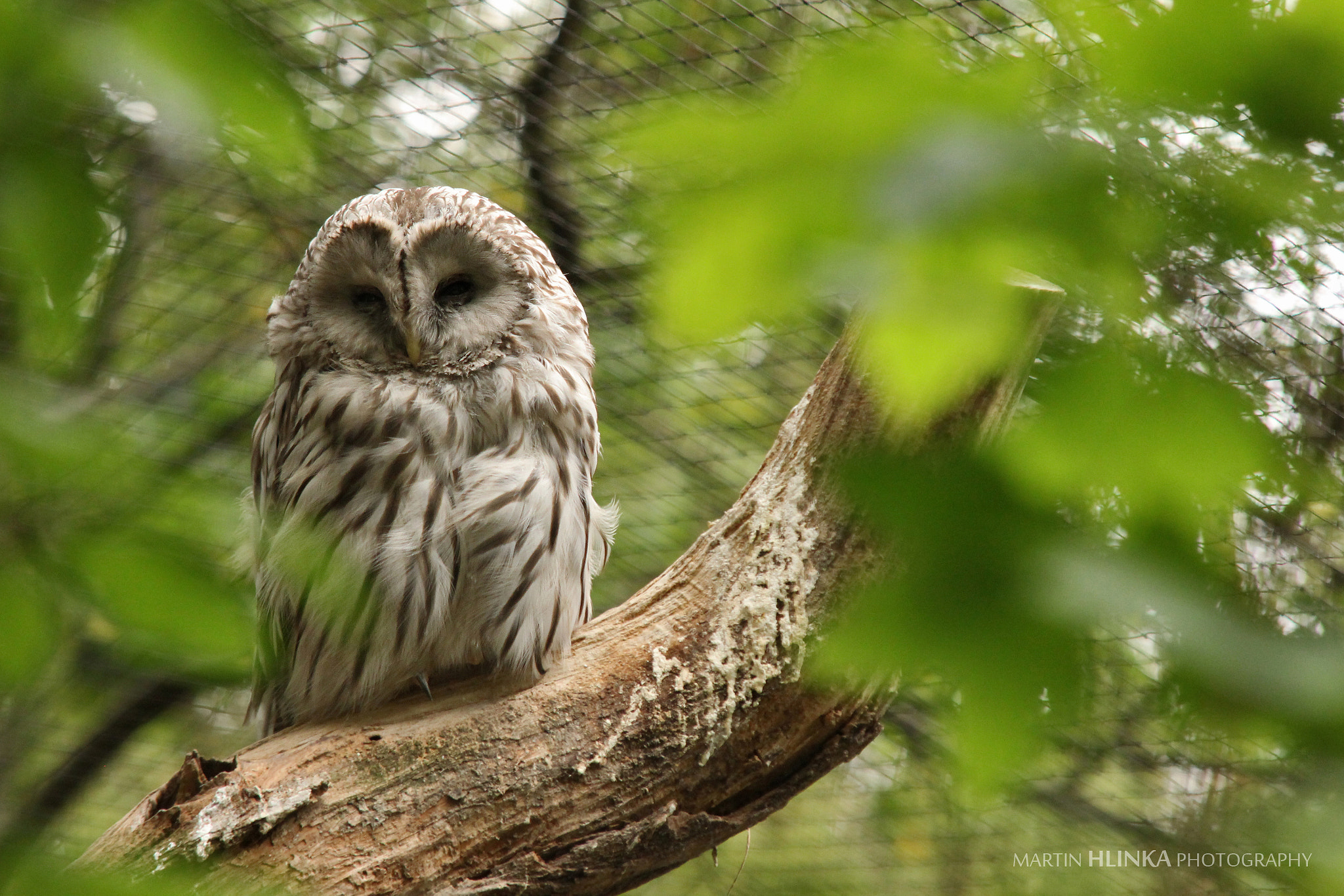 Sigma 70-200mm F2.8 EX DG OS HSM sample photo. Ural owl photography
