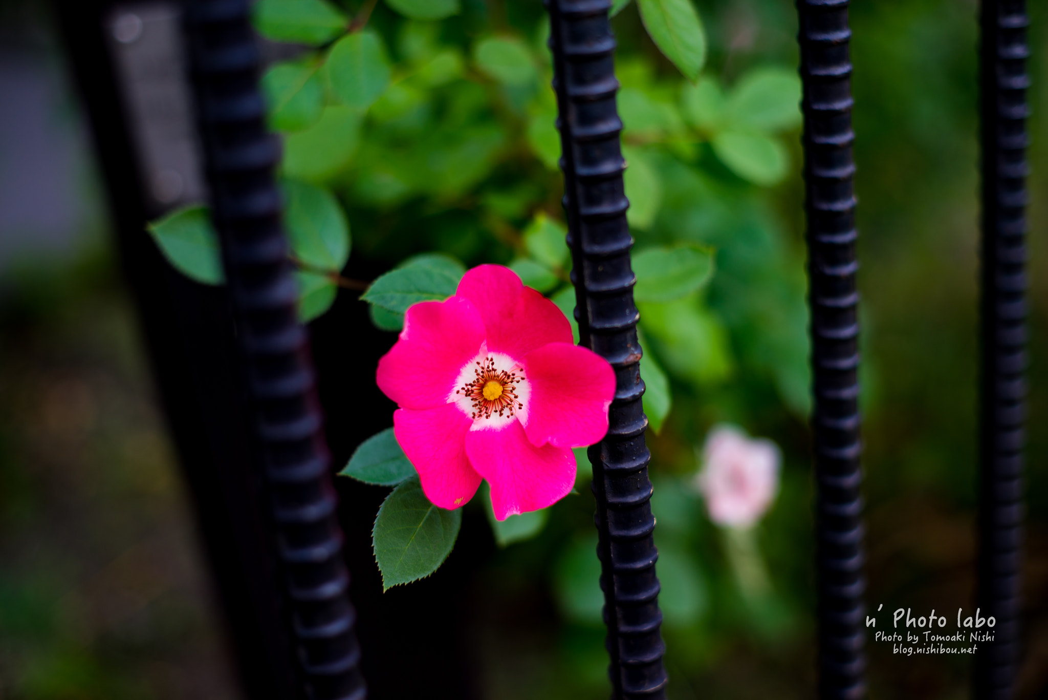 Sony a7R + E 50mm F2 sample photo. ハマナス photography