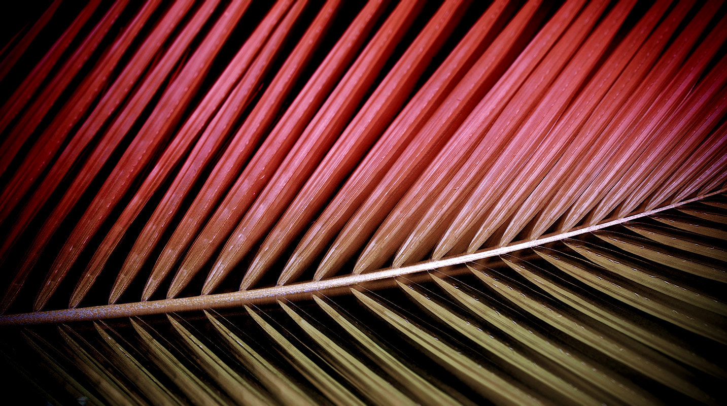Olympus Zuiko Digital ED 12-60mm F2.8-4.0 SWD sample photo. Doutone photography