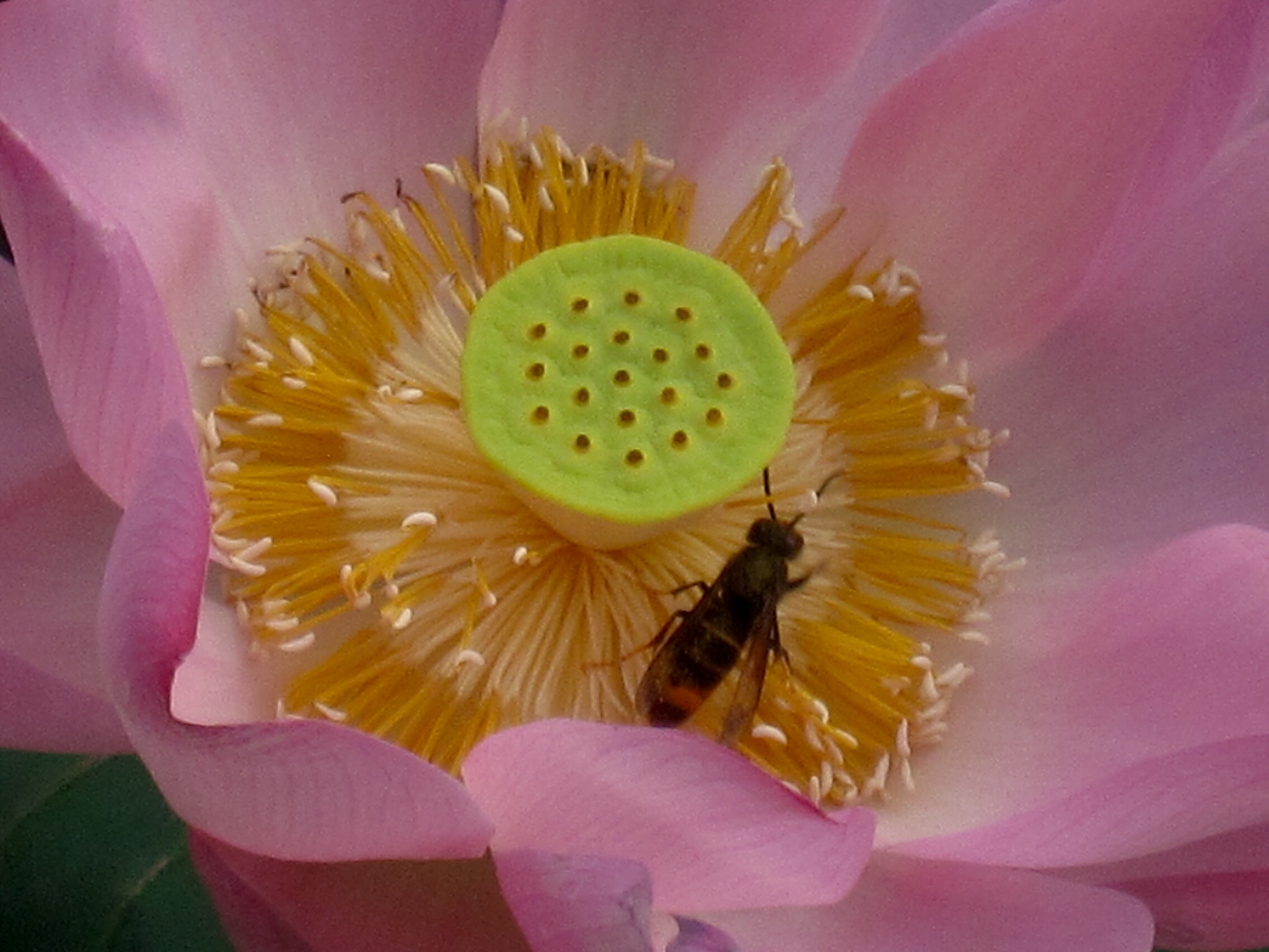 Canon PowerShot SD880 IS (Digital IXUS 870 IS / IXY Digital 920 IS) sample photo. Seedpod and bee 蜜蜂和莲蓬 photography