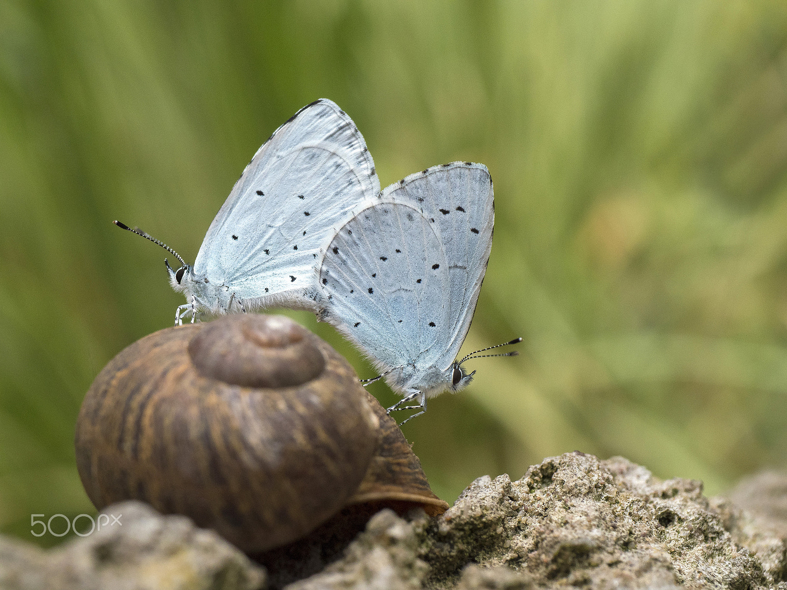 Panasonic Leica DG Macro-Elmarit 45mm F2.8 ASPH OIS sample photo. Easy rider... photography