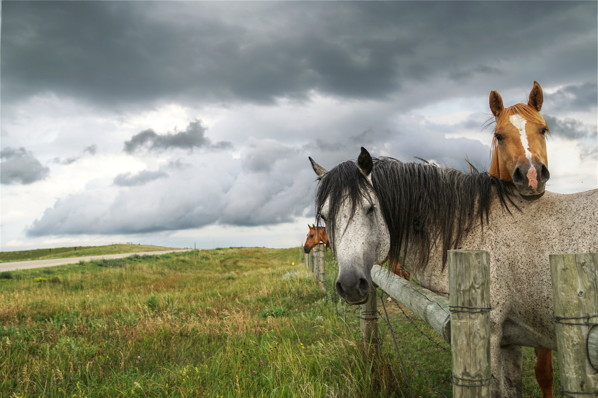 Sony a6300 + Sony Sonnar T* E 24mm F1.8 ZA sample photo. Horses saying hi photography