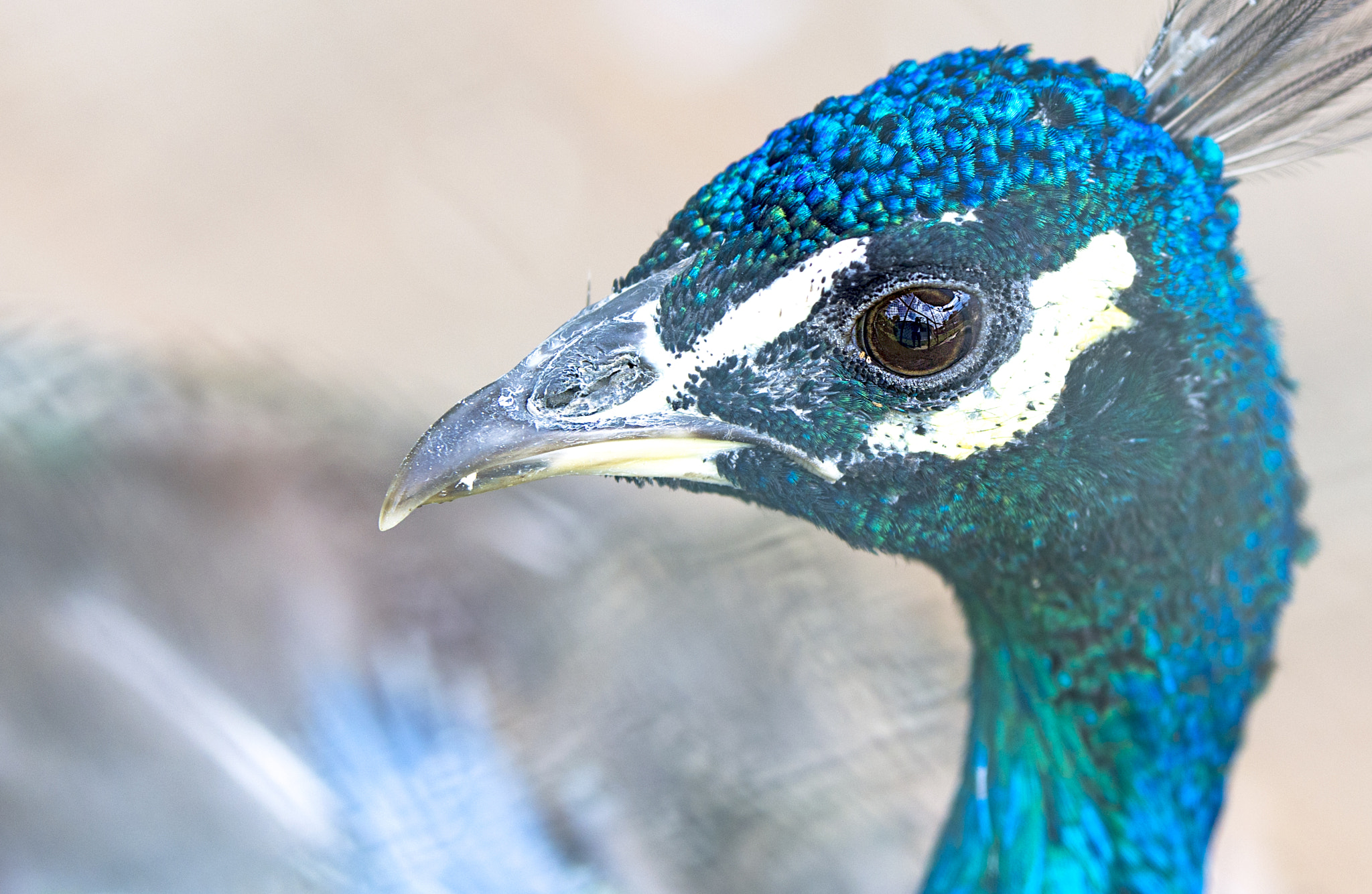 Nikon D7200 + Sigma 50-100mm F1.8 DC HSM Art sample photo. Big eye! photography