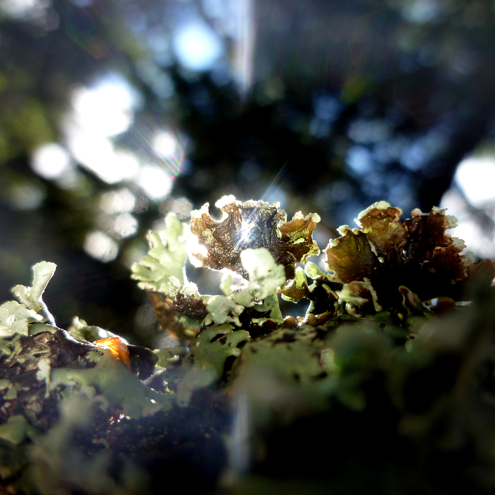 Panasonic DMC-FX60 sample photo. Lichen i mapog photography