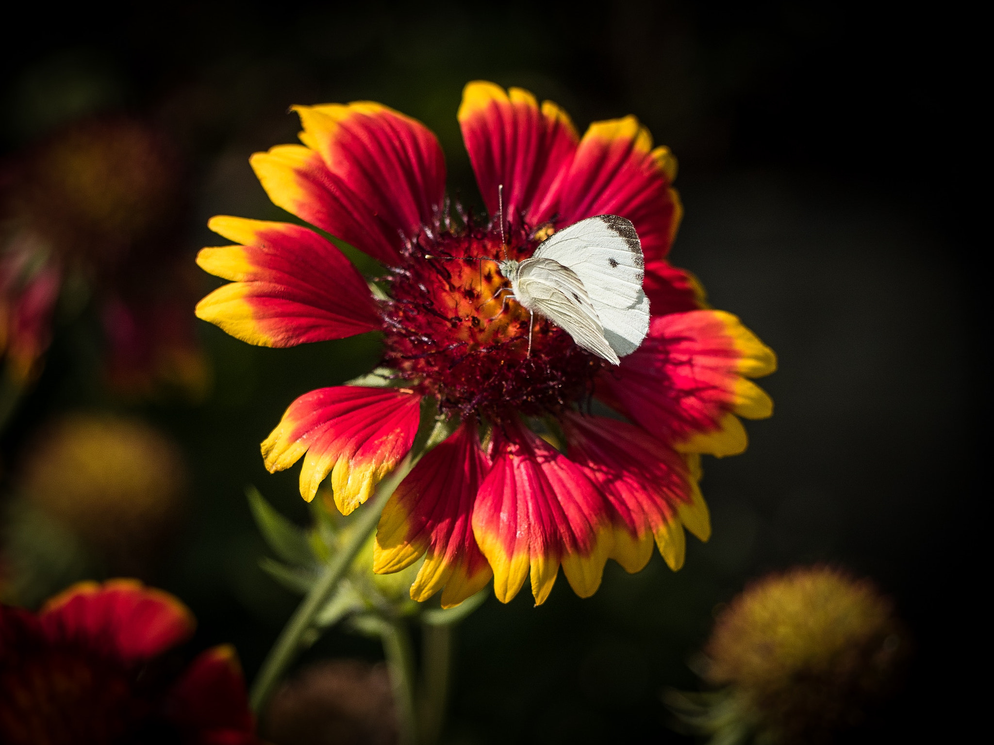 Olympus PEN E-PL7 sample photo. White butterfly photography