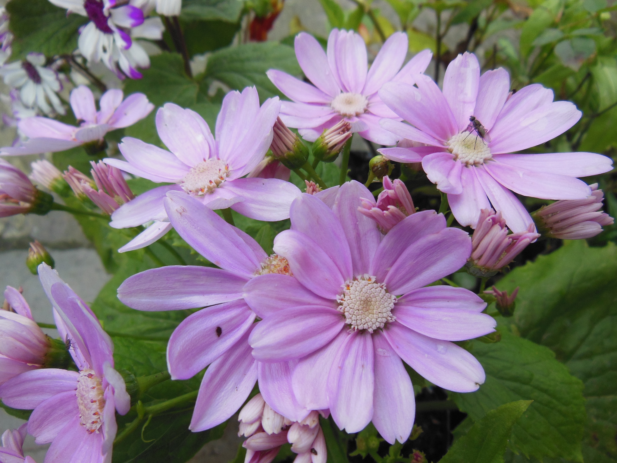 Nikon COOLPIX S9200 sample photo