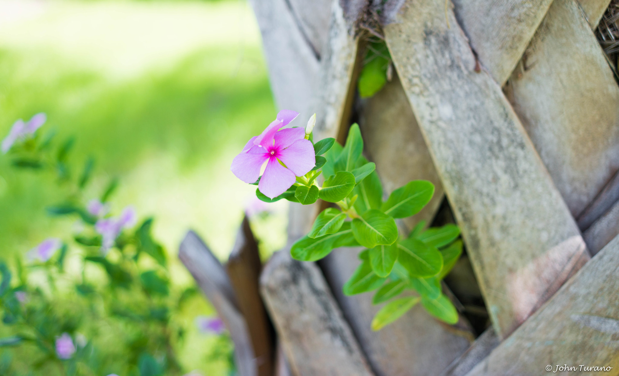 Samsung NX 30mm F2 Pancake sample photo. In the bark photography