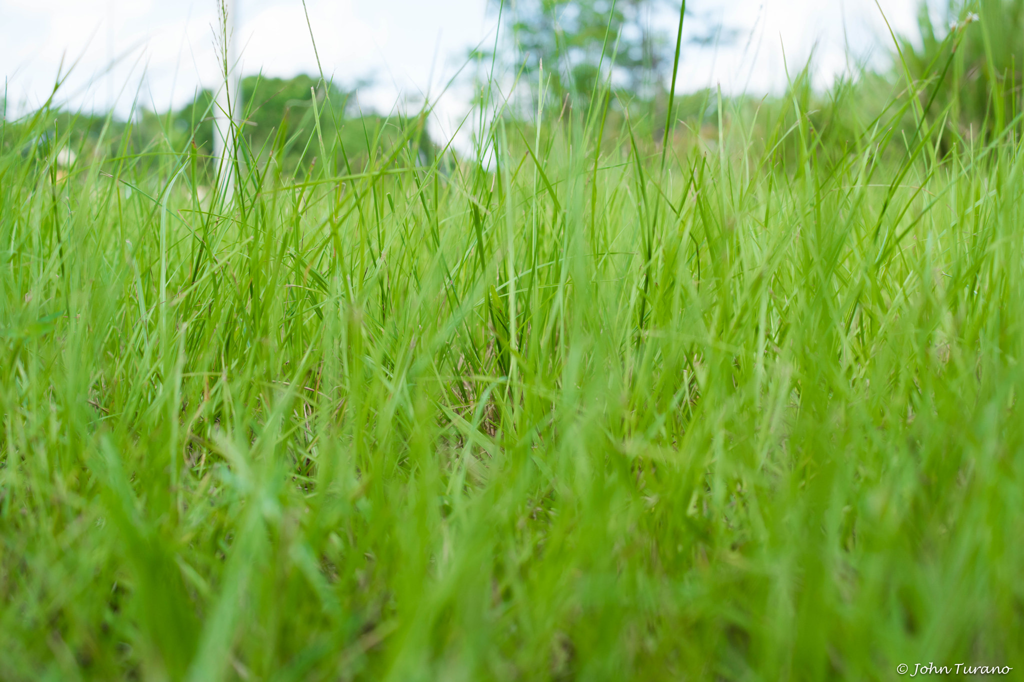 Samsung NX500 + Samsung NX 30mm F2 Pancake sample photo. Down in the grass photography