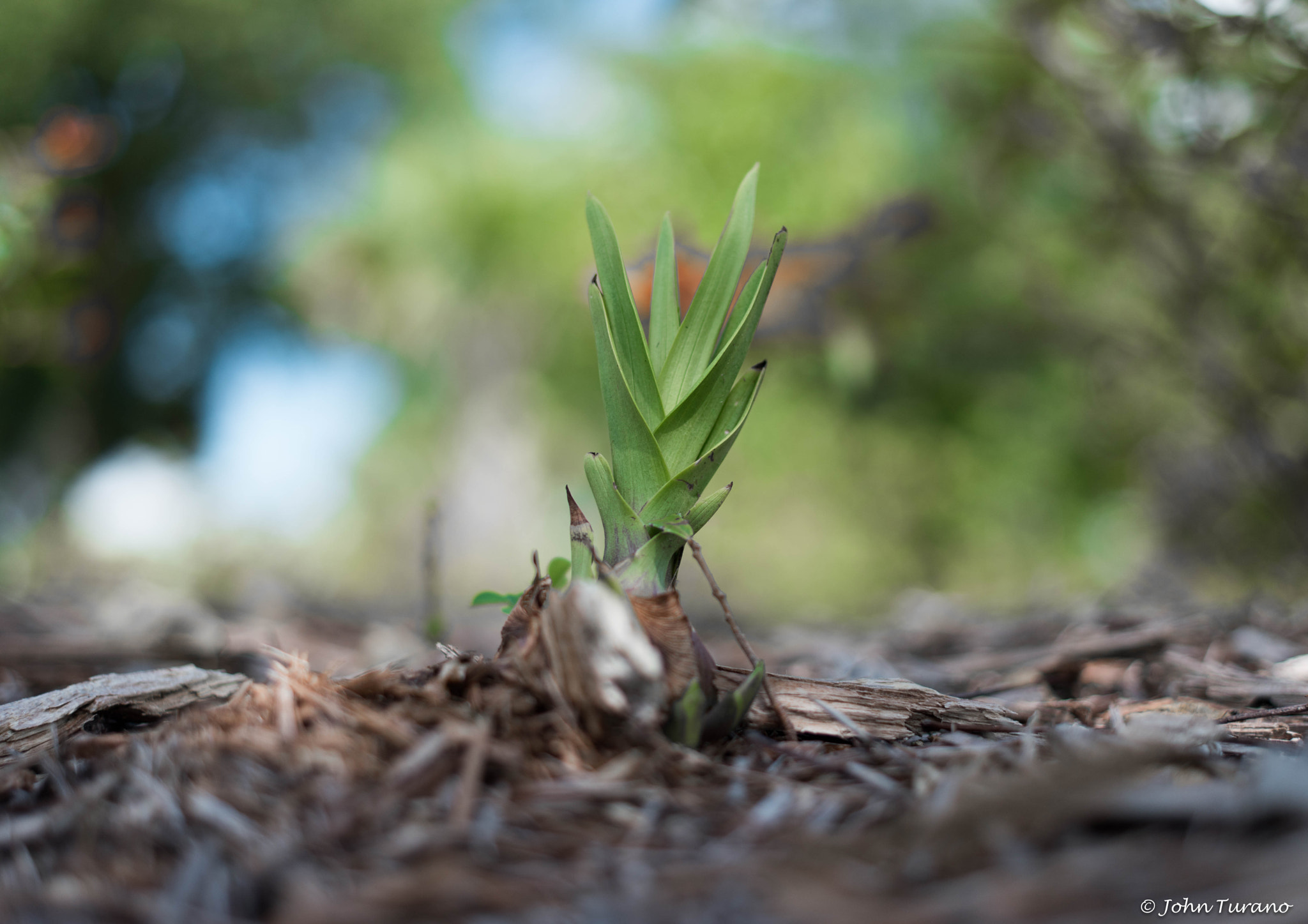 Samsung NX 30mm F2 Pancake sample photo. New growth photography