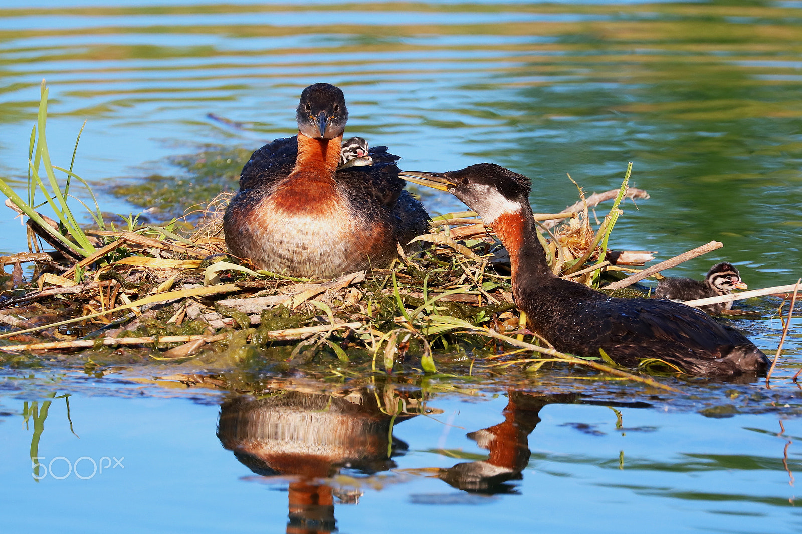 Canon EOS 760D (EOS Rebel T6s / EOS 8000D) sample photo. Red-necked grebes - 02 photography