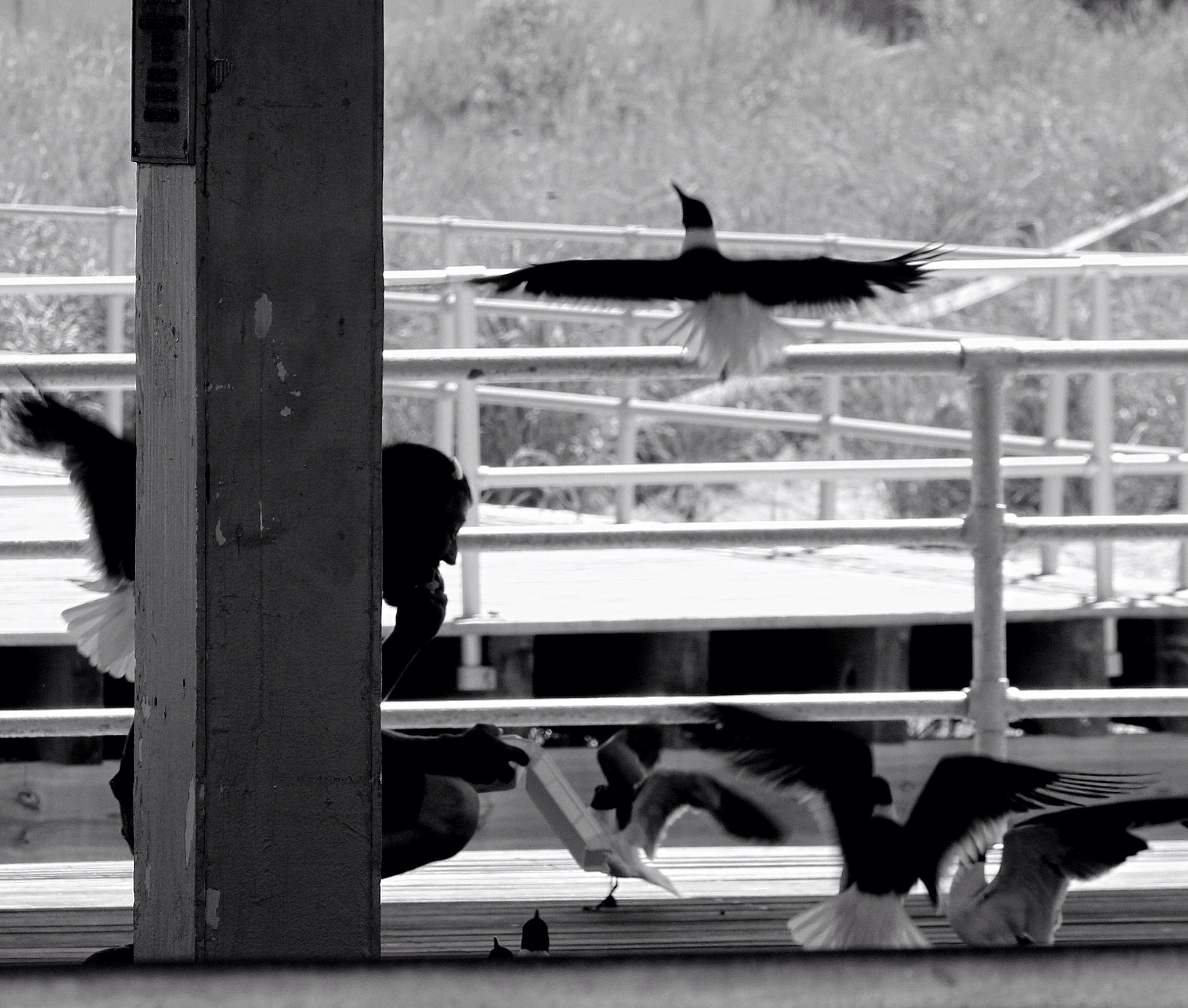 Canon EOS 650D (EOS Rebel T4i / EOS Kiss X6i) sample photo. Wings photography