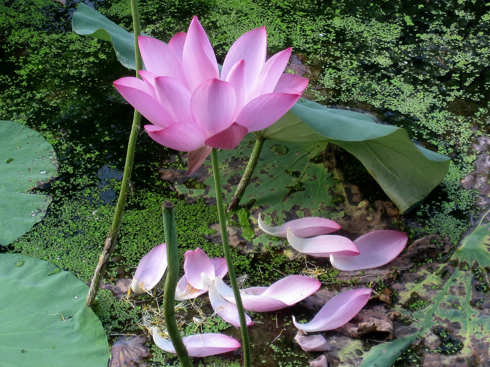 Canon PowerShot SD880 IS (Digital IXUS 870 IS / IXY Digital 920 IS) sample photo. Lotus 荷花 photography