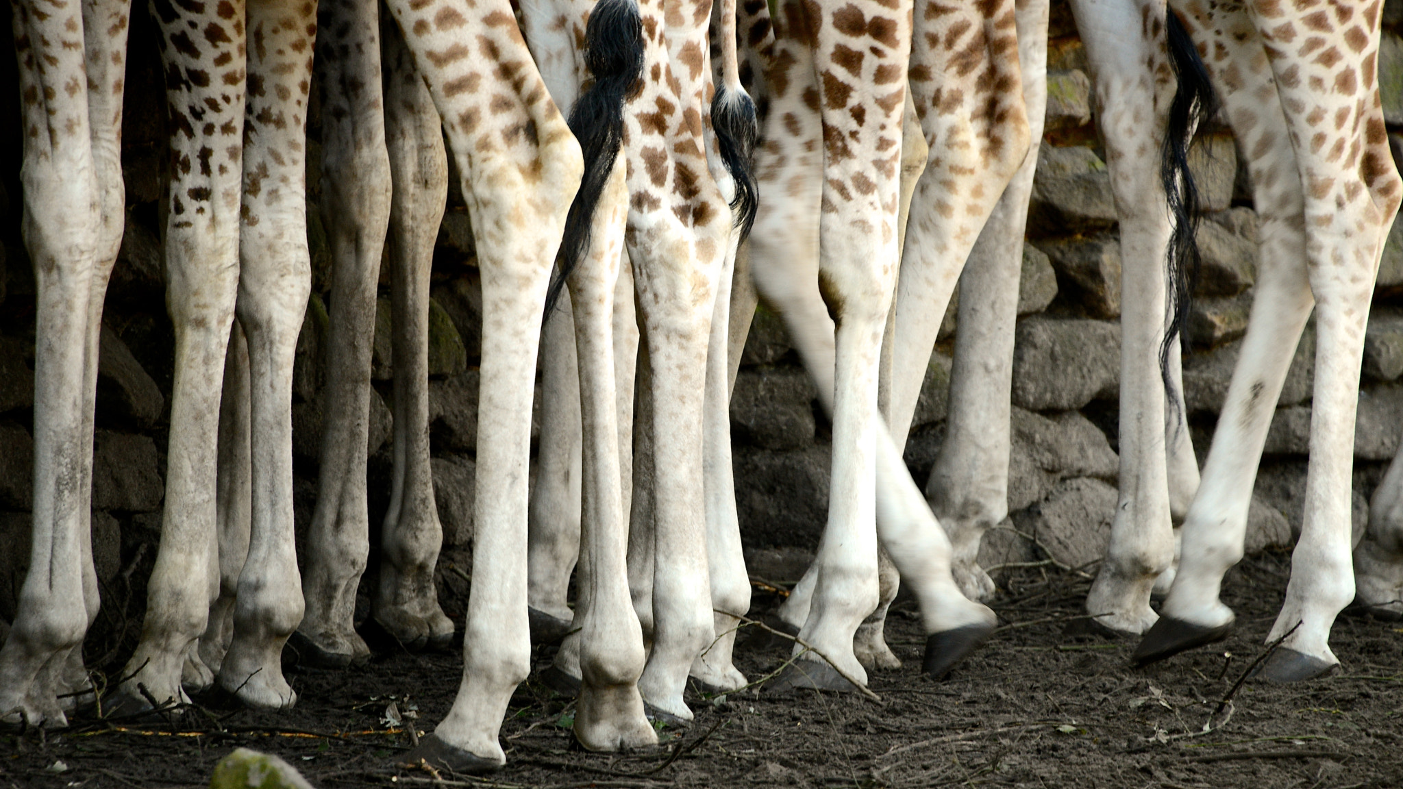 Nikon D800 + Sigma 50-500mm F4.5-6.3 DG OS HSM sample photo. High-legs at the zoo photography